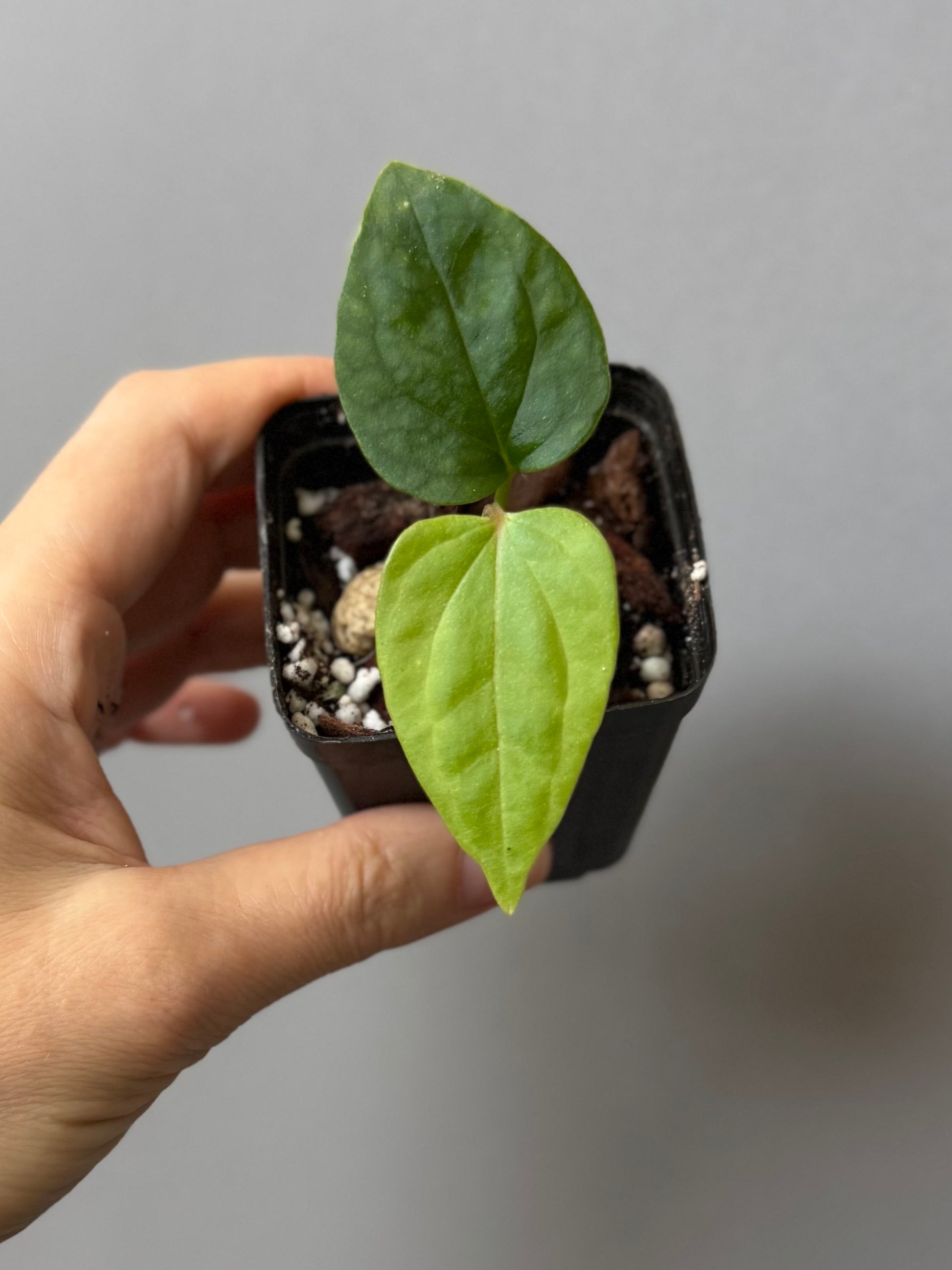 Anthurium Mr. Worldwide x debilis