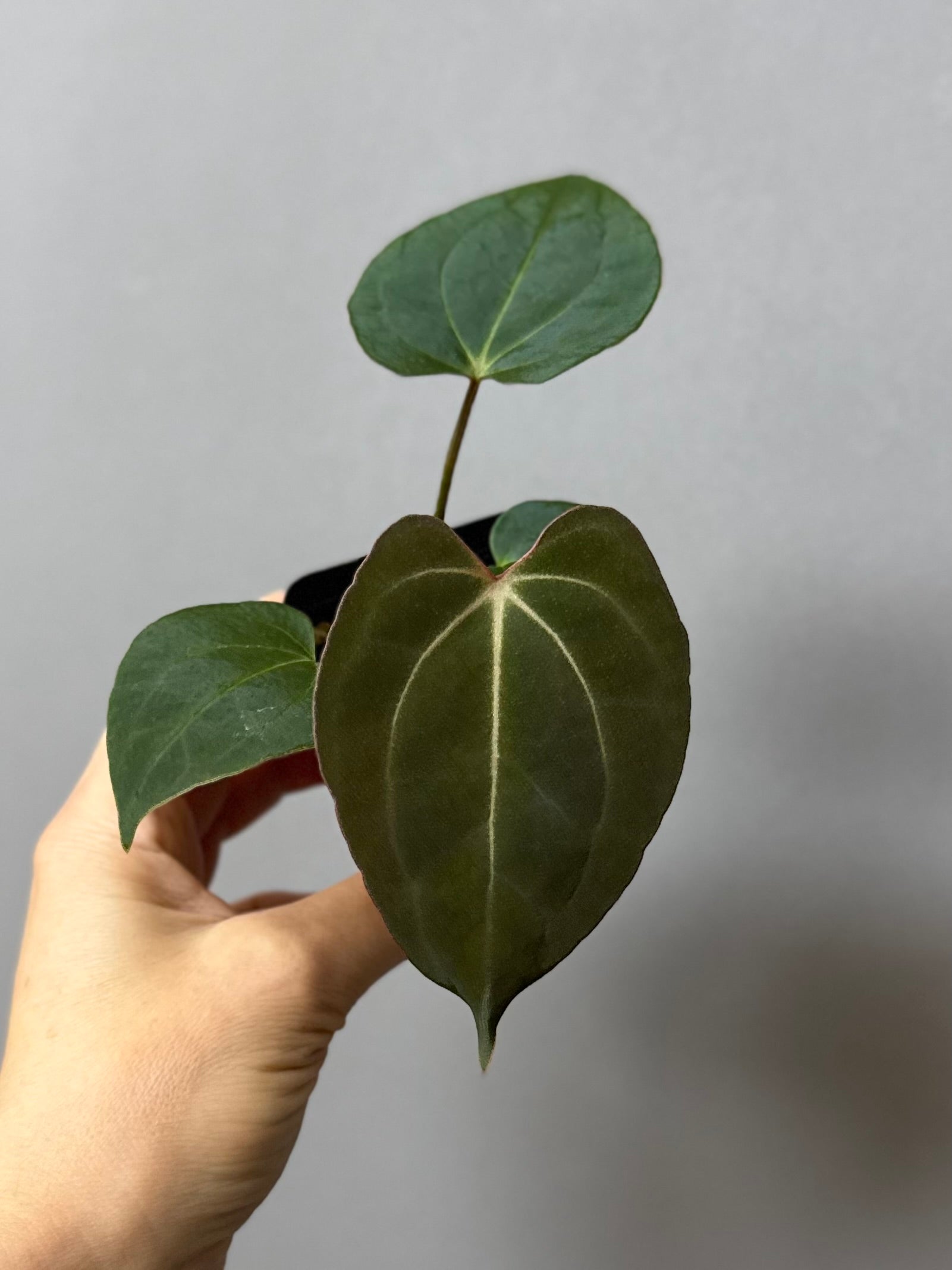 Anthurium (Papillilaminum Daniel x Besseae aff.) x  (NSE Red Crystallinum x Carlablackiae)