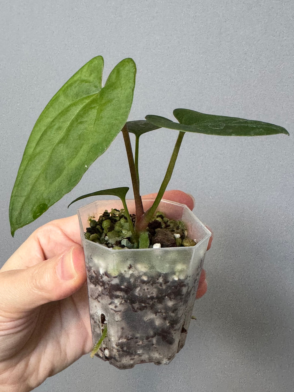 Anthurium (AOS x Carla) x RVDP