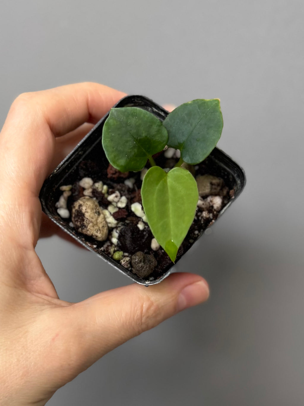 Anthurium papillilaminum ‚Fort Sherman‘ Klon (von abeliaplants)