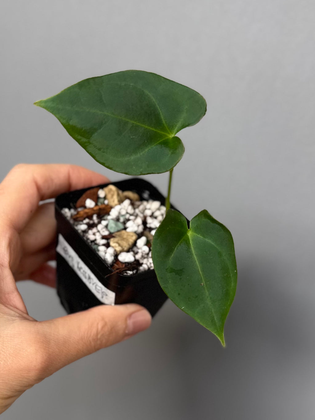 Anthurium forgetii x (besseae black x BVEP)