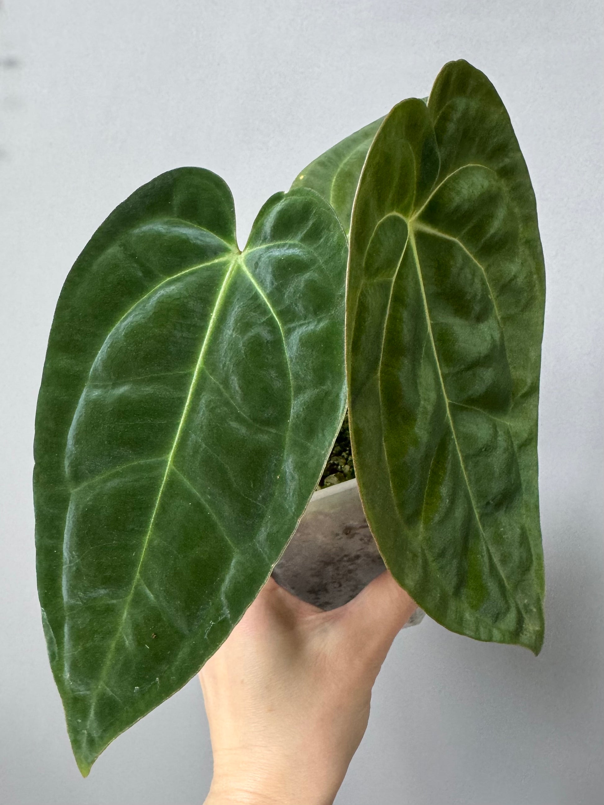 Anthurium papillilaminum x besseae aff.