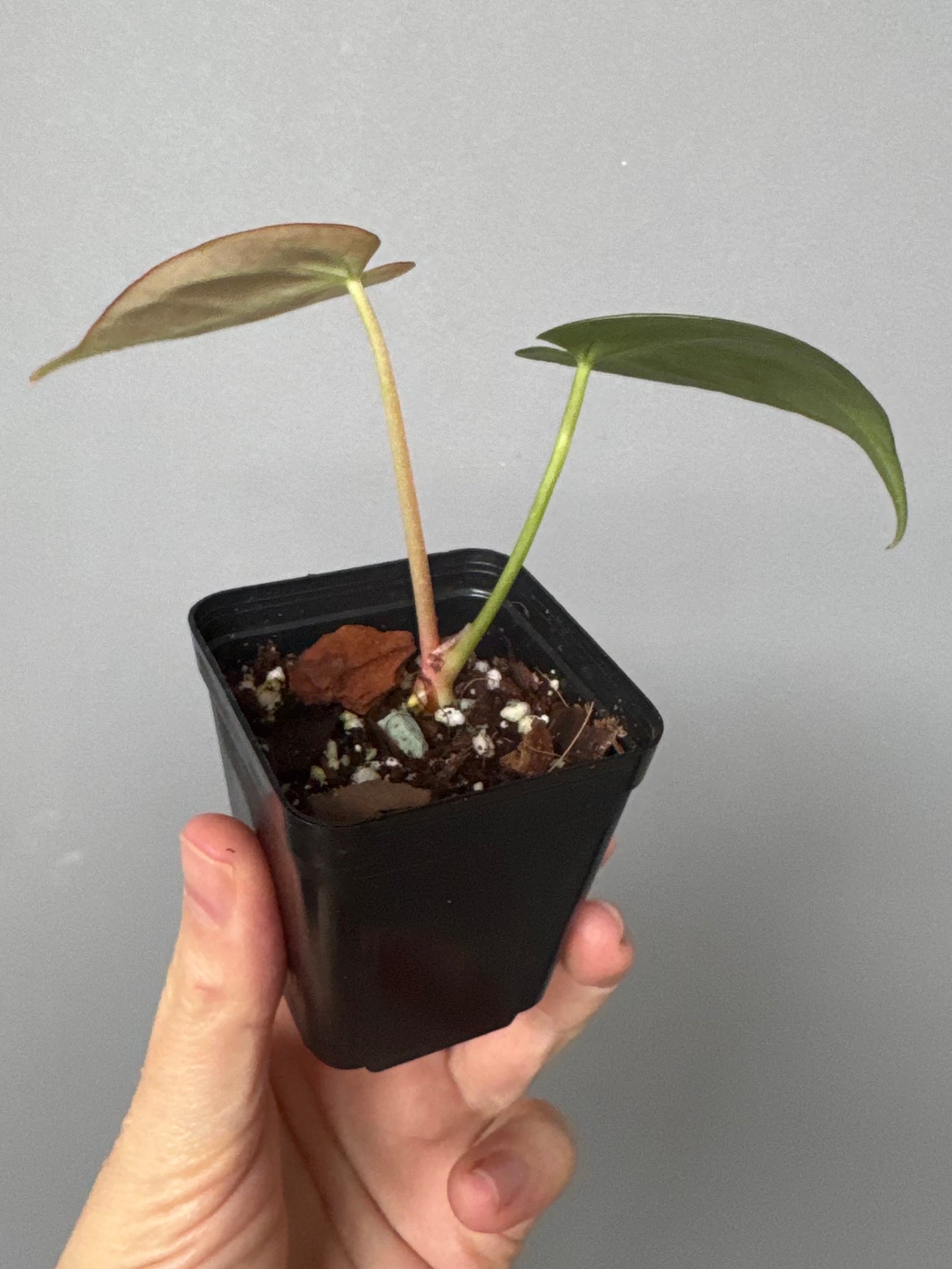 Anthurium magnificum