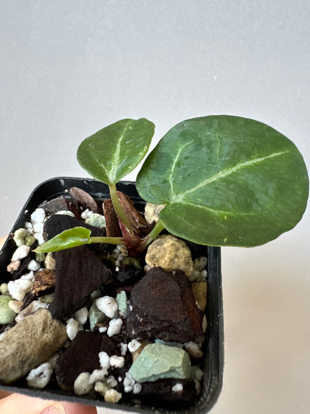 Anthurium Pink Wonderboy (Scott) clone