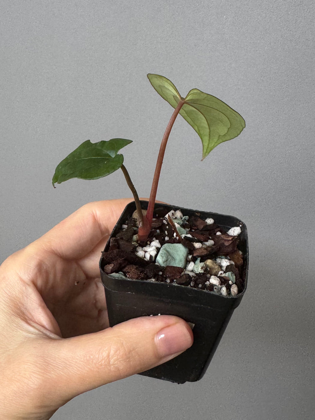 Anthurium RVDP - Red Vein Dark Phoenix - clone