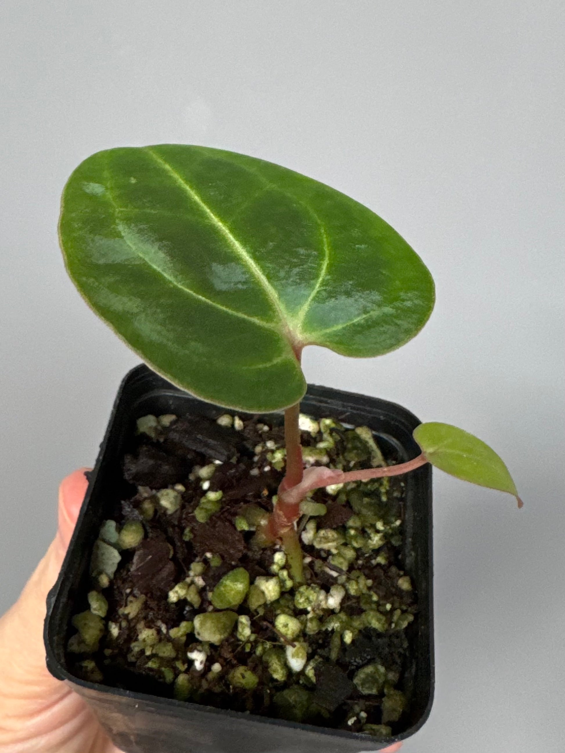 Anthurium Besseae aff.