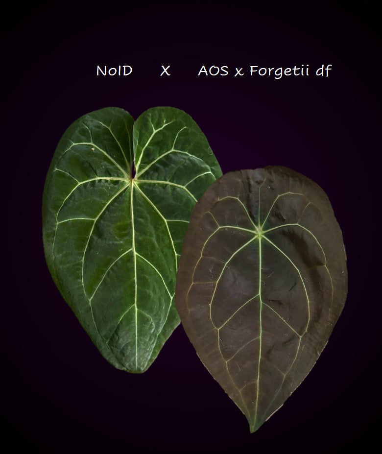 Anthurium NoID x (AOS x forgetii) - seedlinge