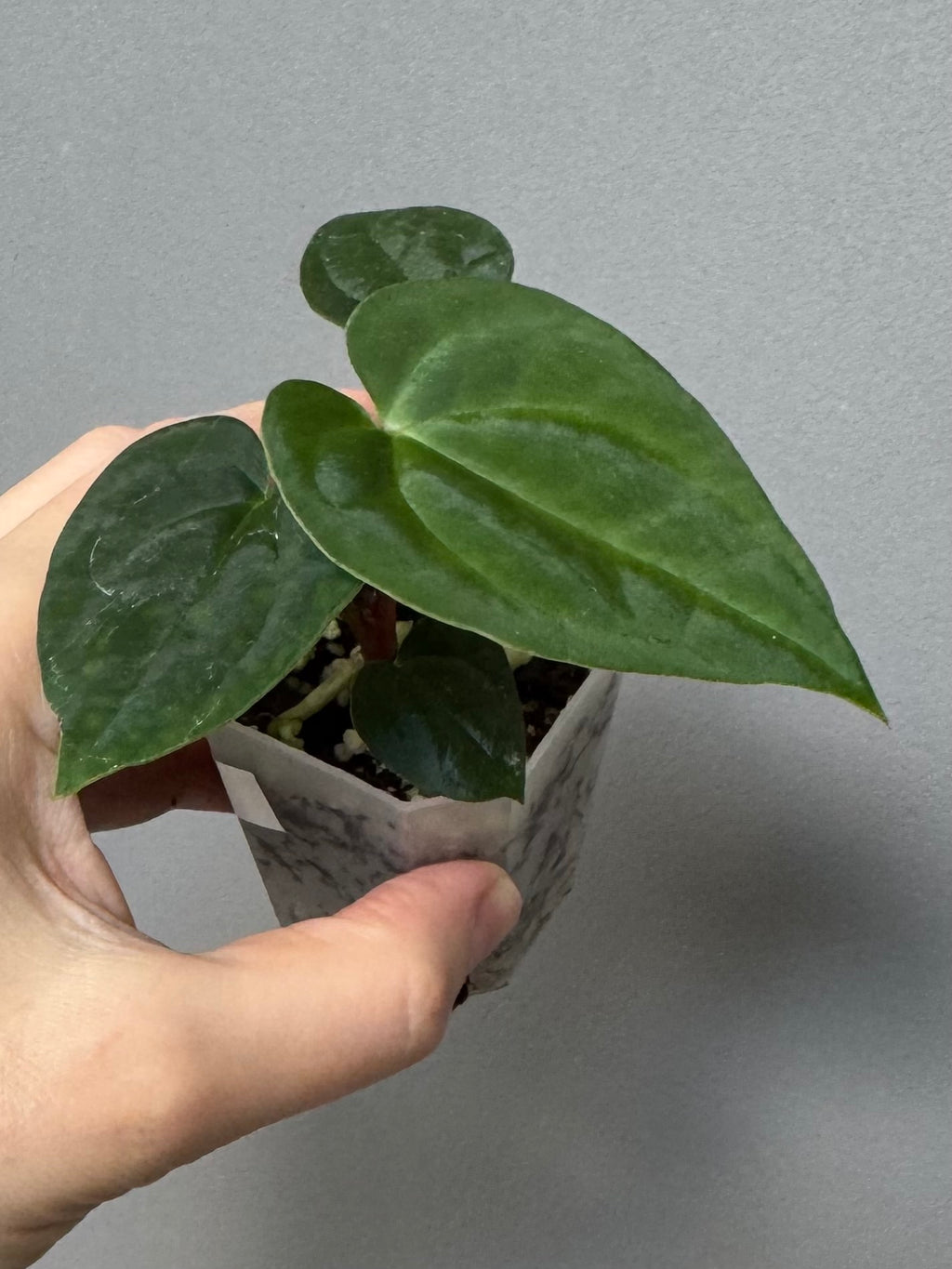 Anthurium (AOS x Carla) x RVDP