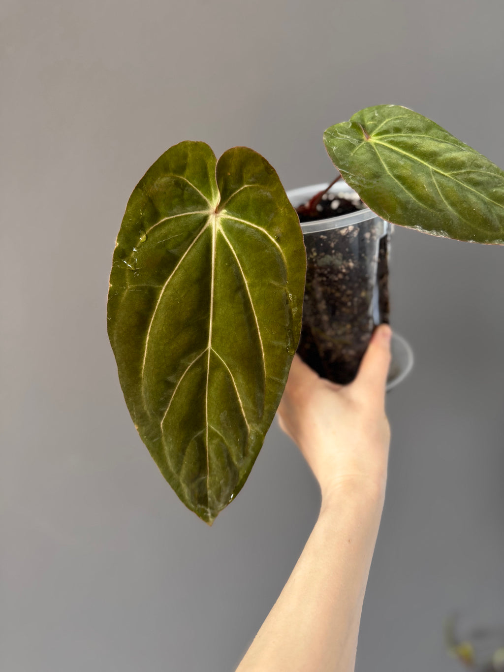 Anthurium carlablackiae RA13 x BVEP OG1 (#2) cutting