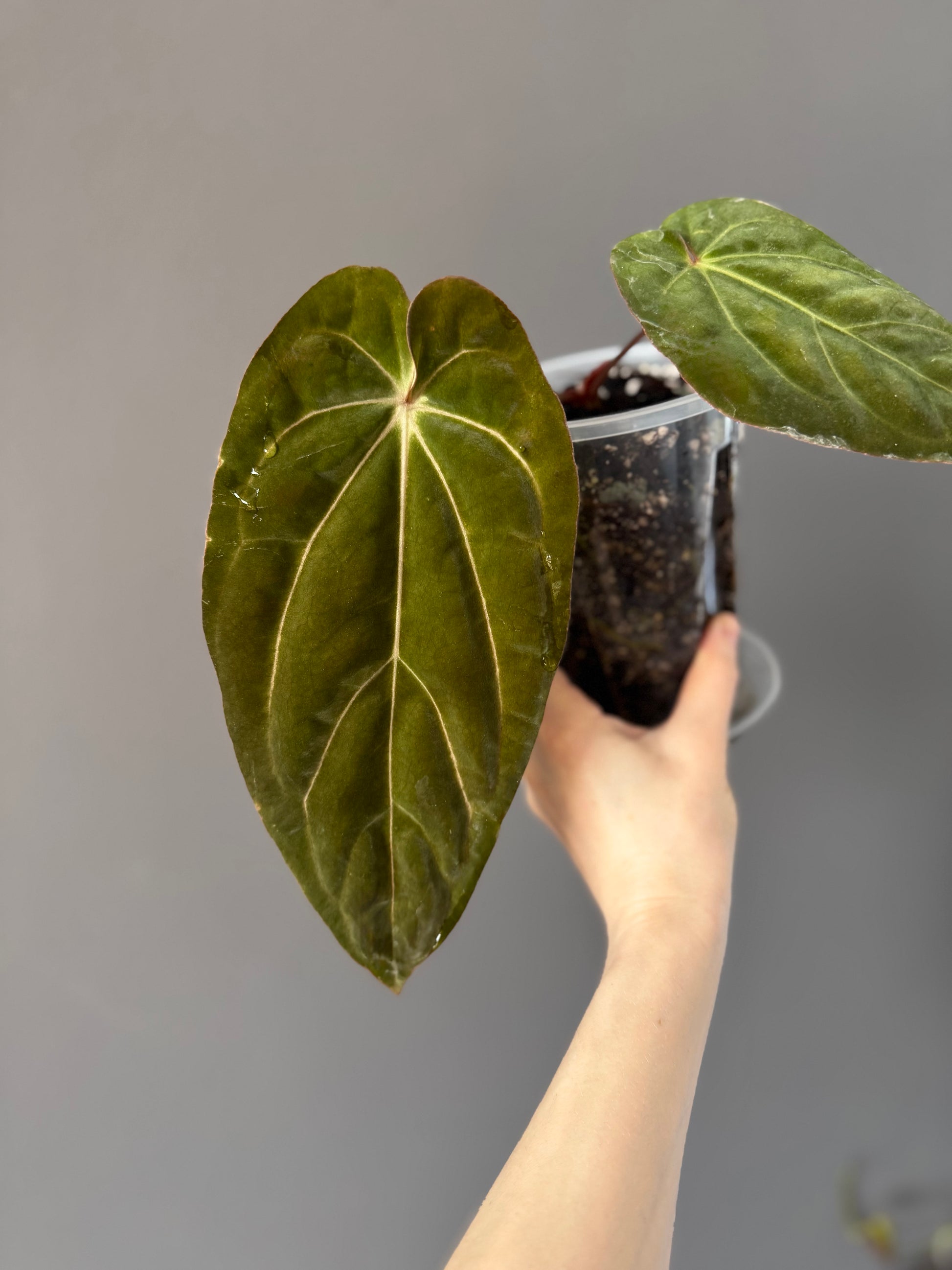 Anthurium carlablackiae RA13 x BVEP OG1 (#2) cutting