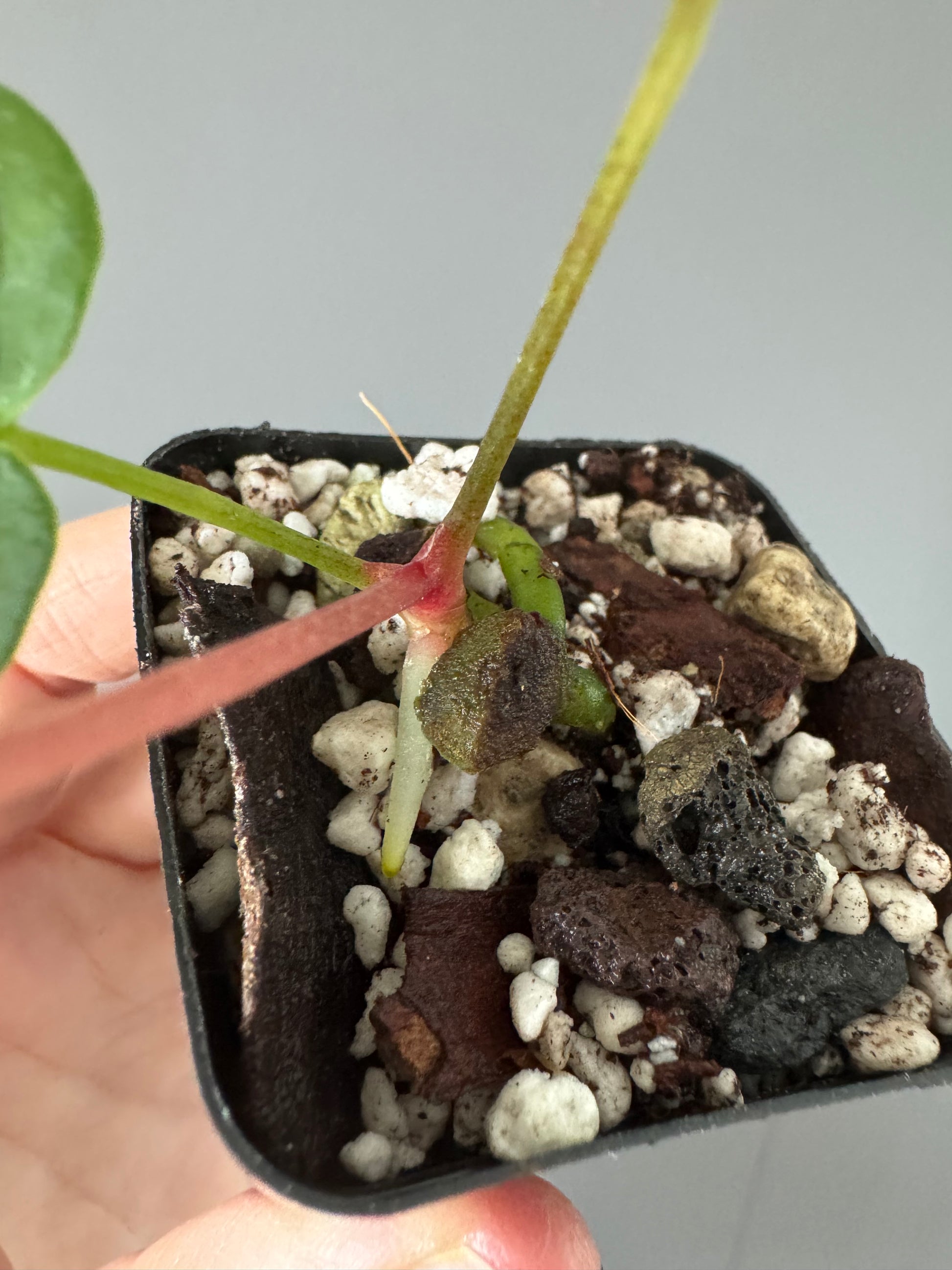 Anthurium NoID