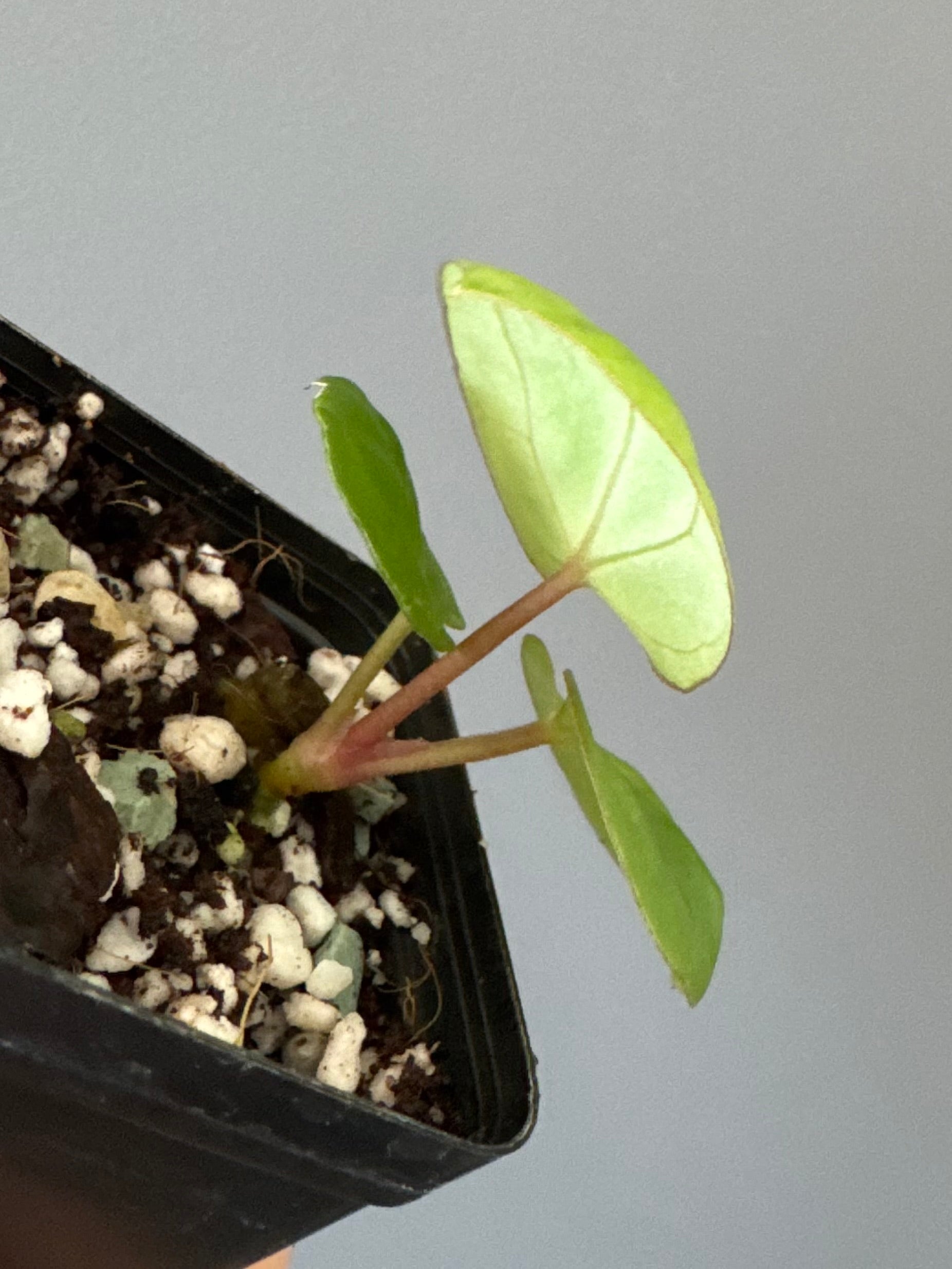 Anthurium Indo dressleri xself