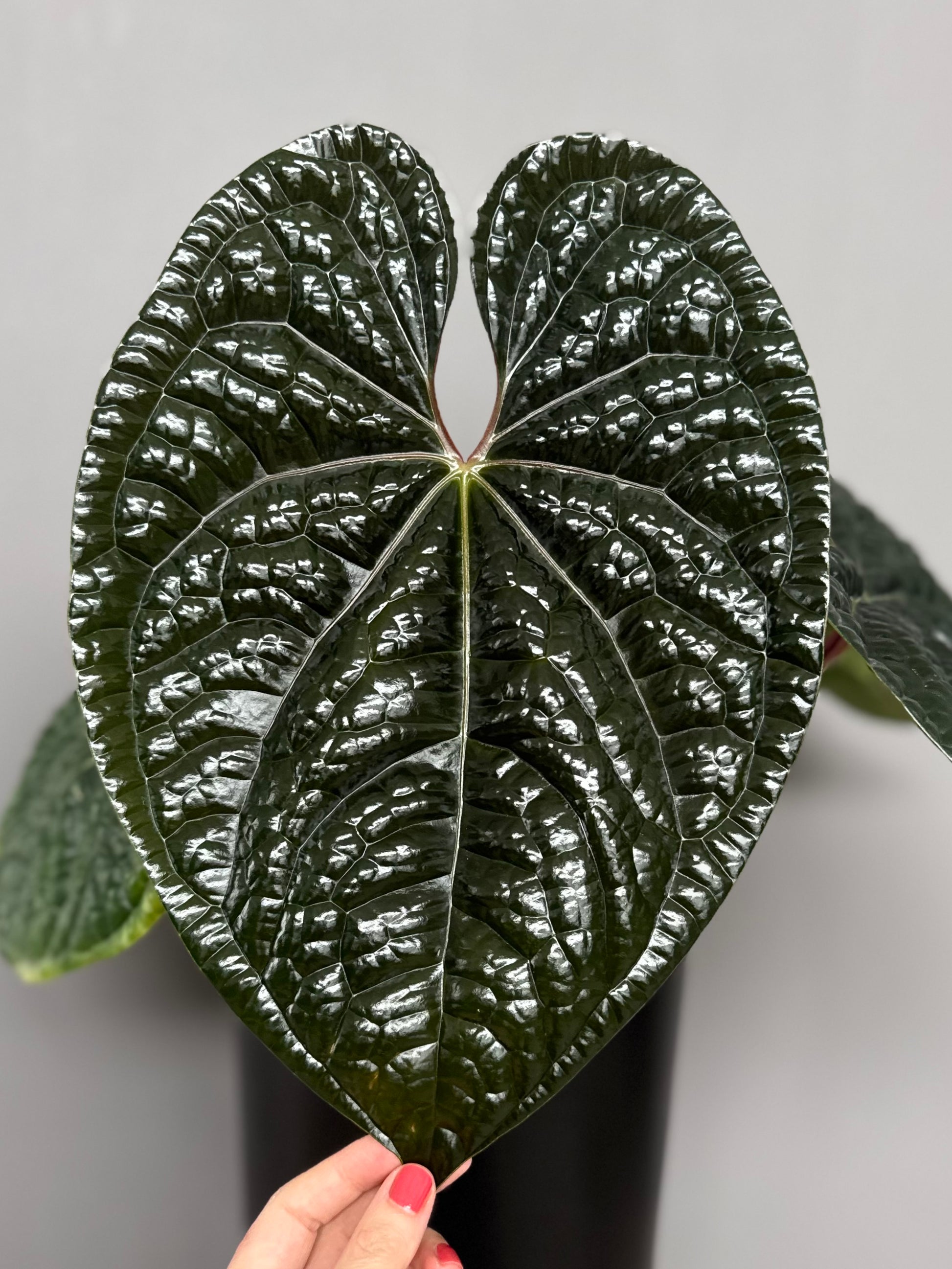 Anthurium besseae aff. x luxurians-  gekeimte Seeds