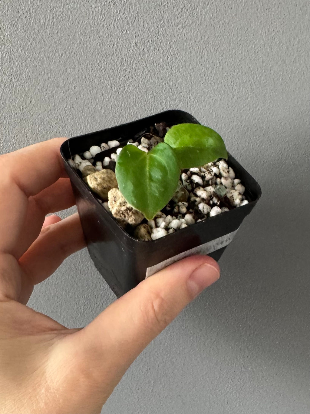 Anthurium Carlablackiae RA5x10 x open