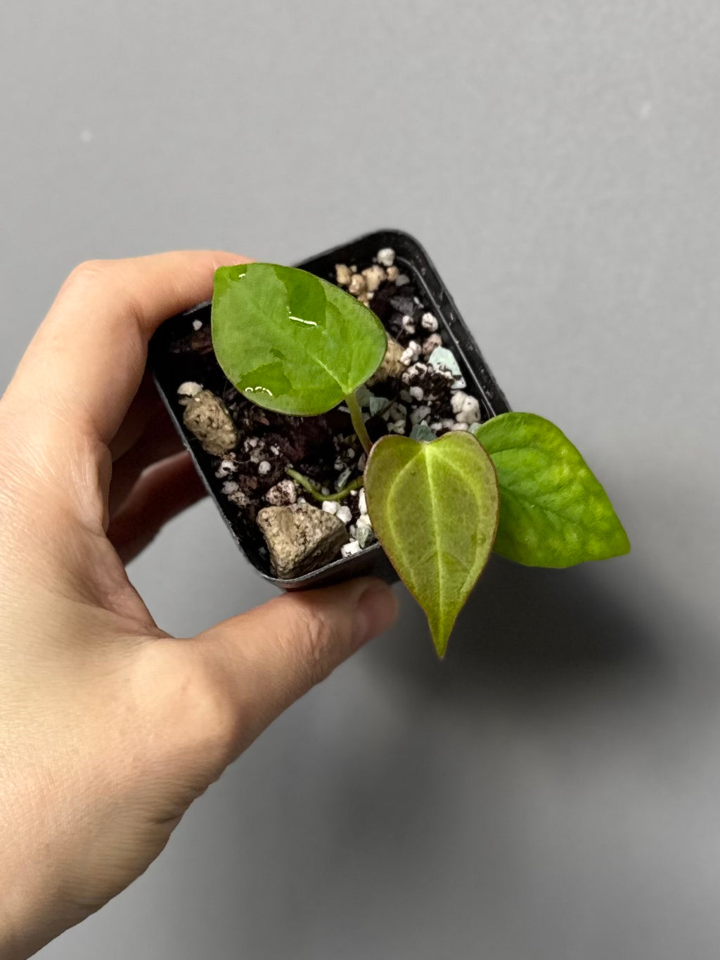 Anthurium Papillilaminum Hybrid xself