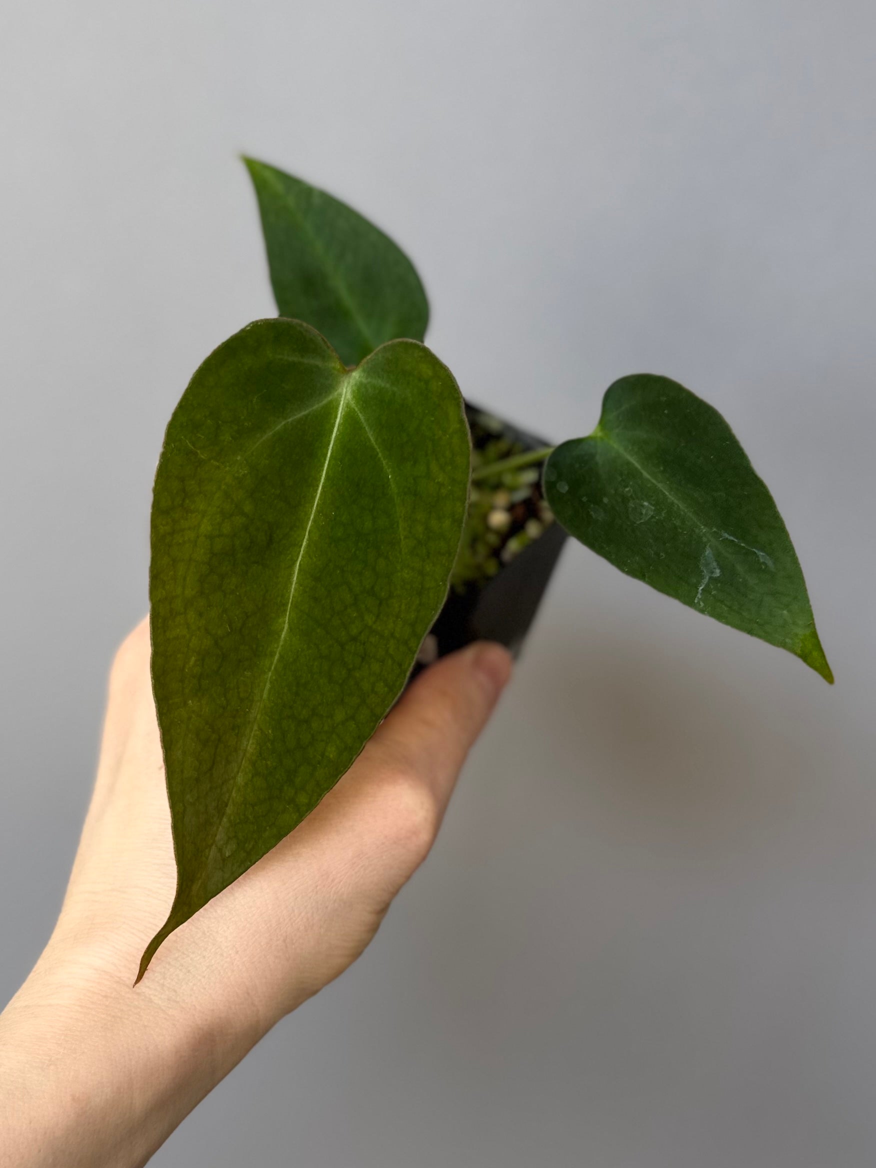 Anthurium (MagCrystal x NoID) x Papillilaminum