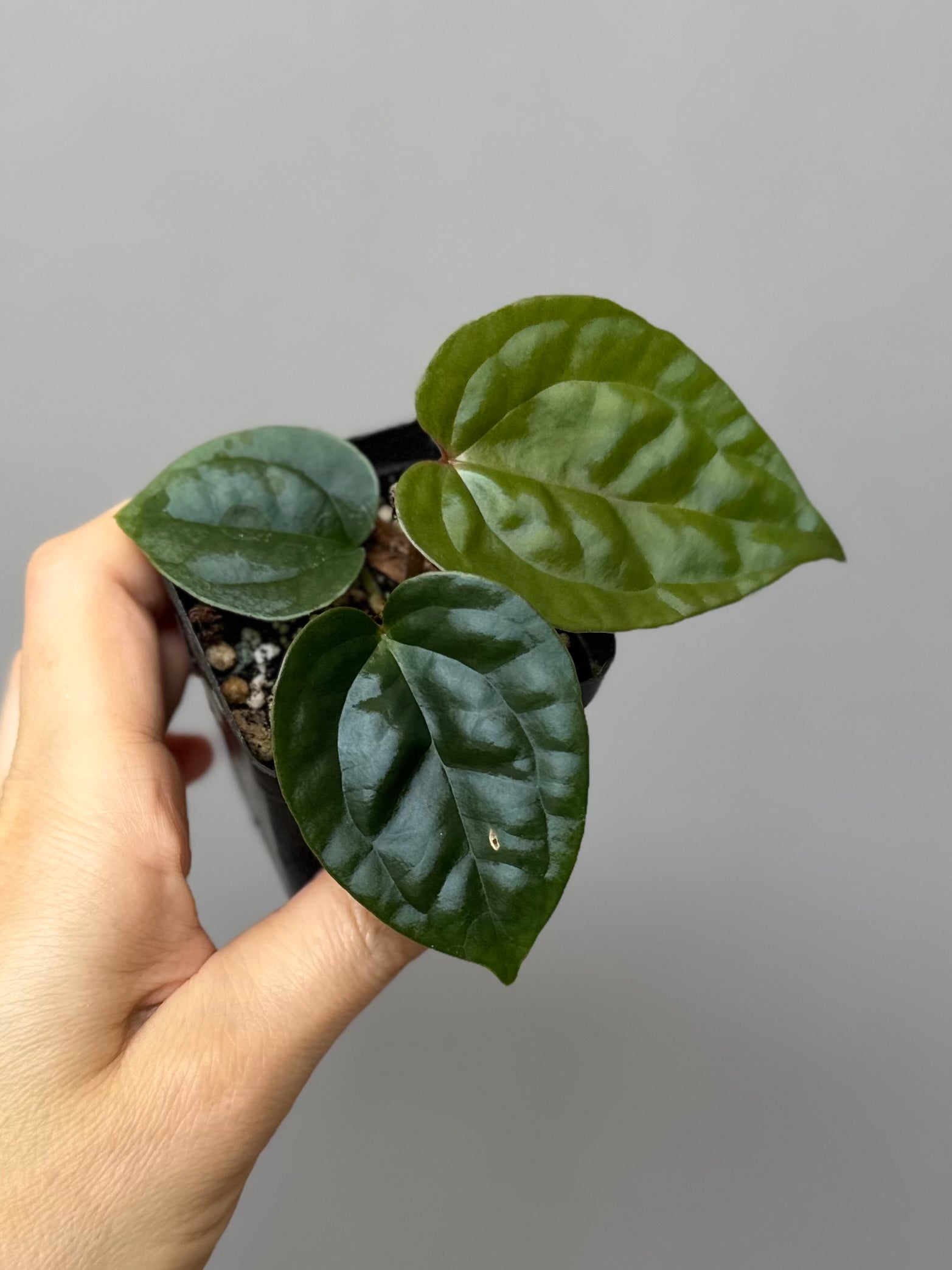 Anthurium ZxM x luxurians
