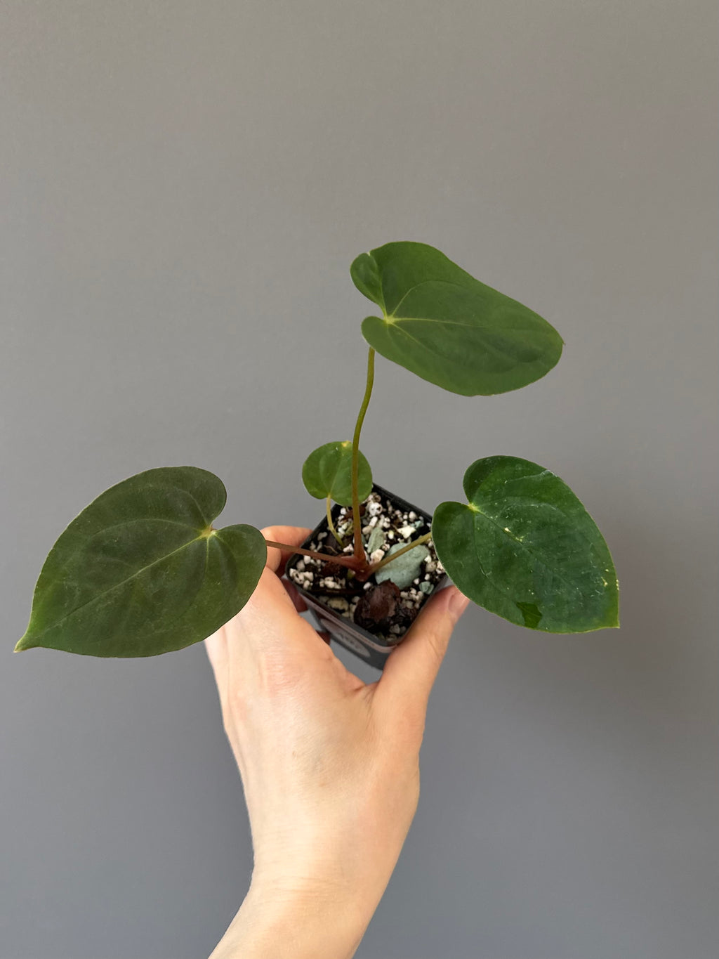 Papillilaminum T6xT7