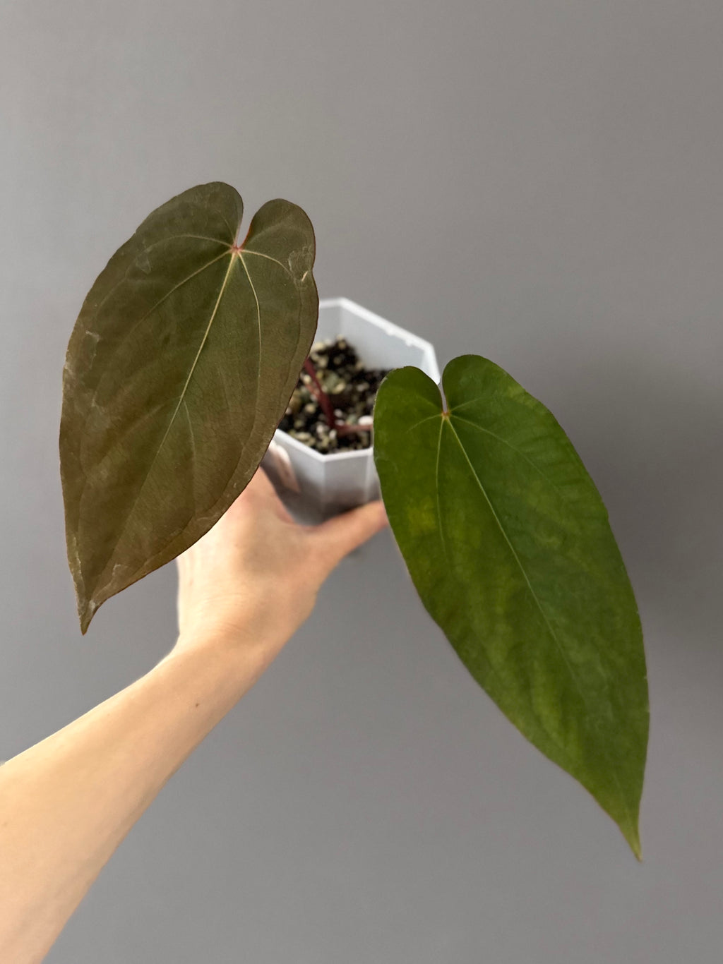 Anthurium magnificum x BVEP OG1 (#4)