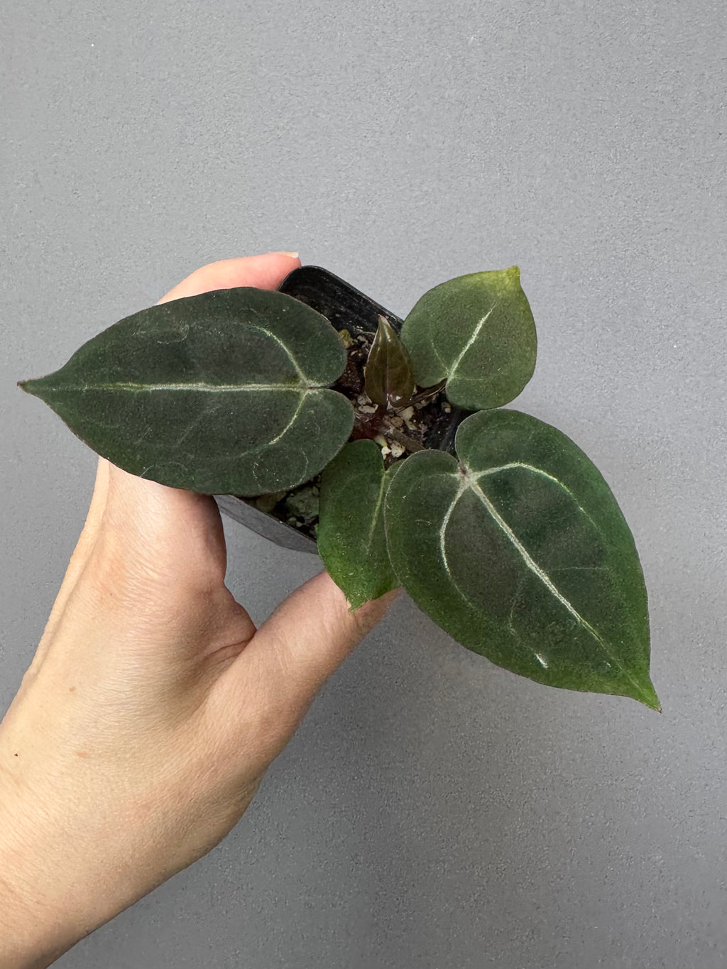 Anthurium (ZxM) x  (NSE Red Crystallinum x Carlablackiae)