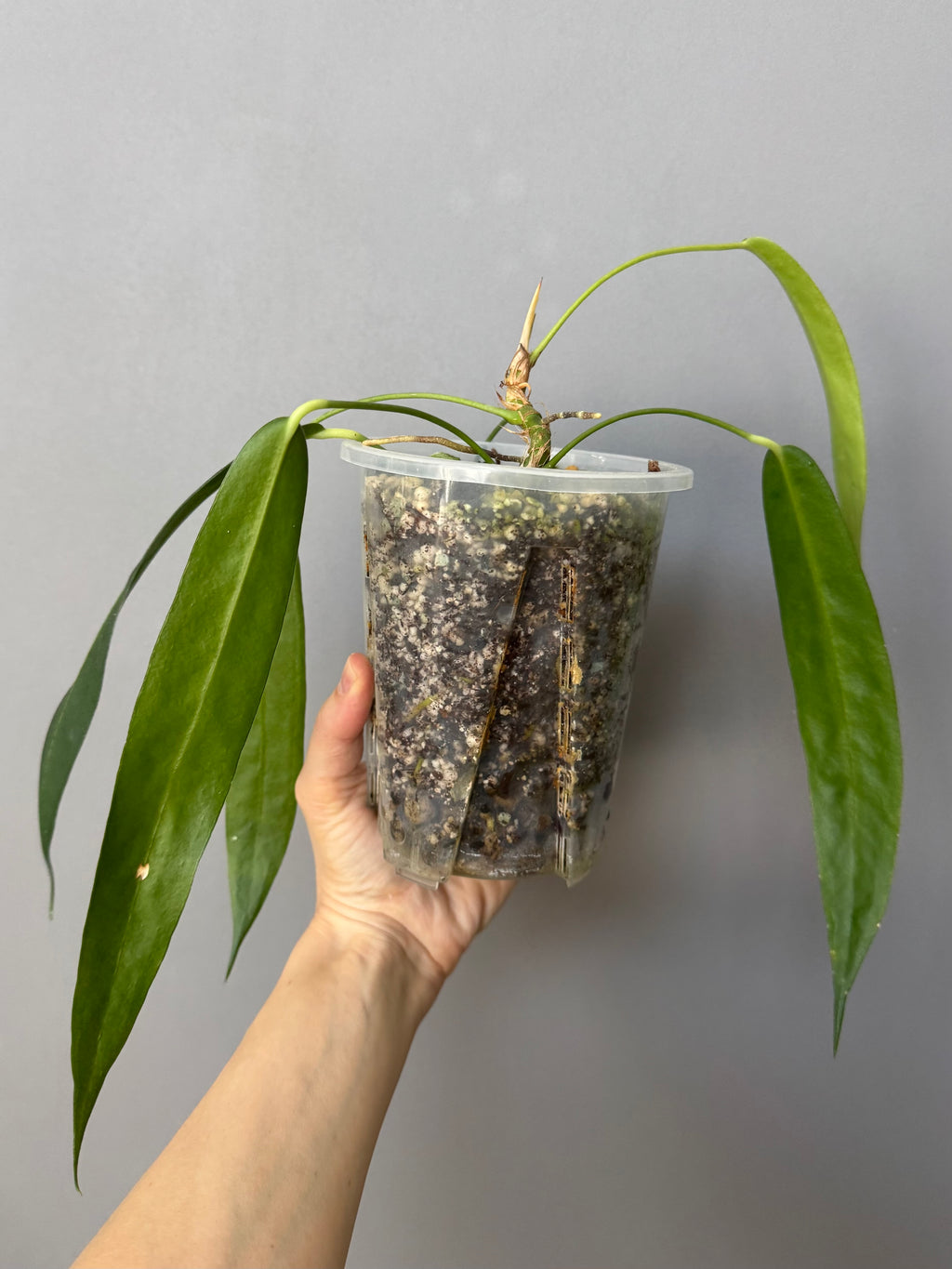 Anthurium wendlingeri