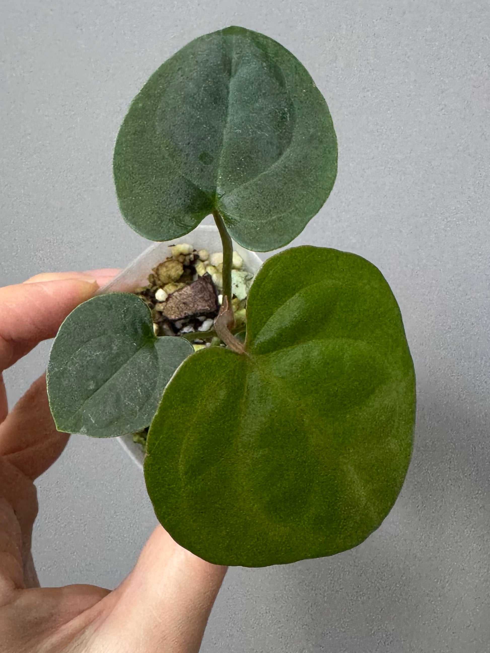 Anthurium (AOS x Carla) x RVDP