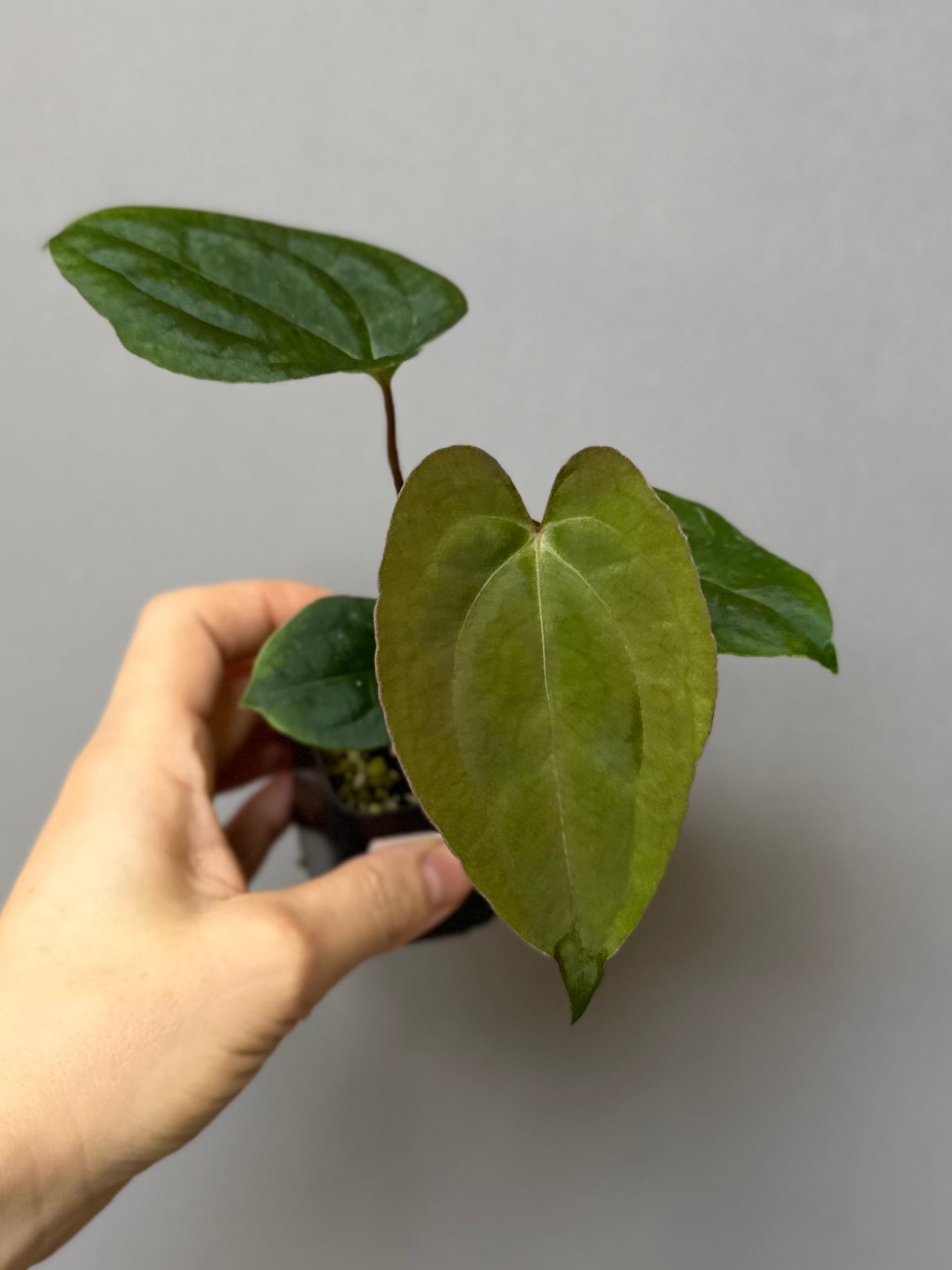 (Papillilaminum Daniel x Besseae aff.) X RVDP