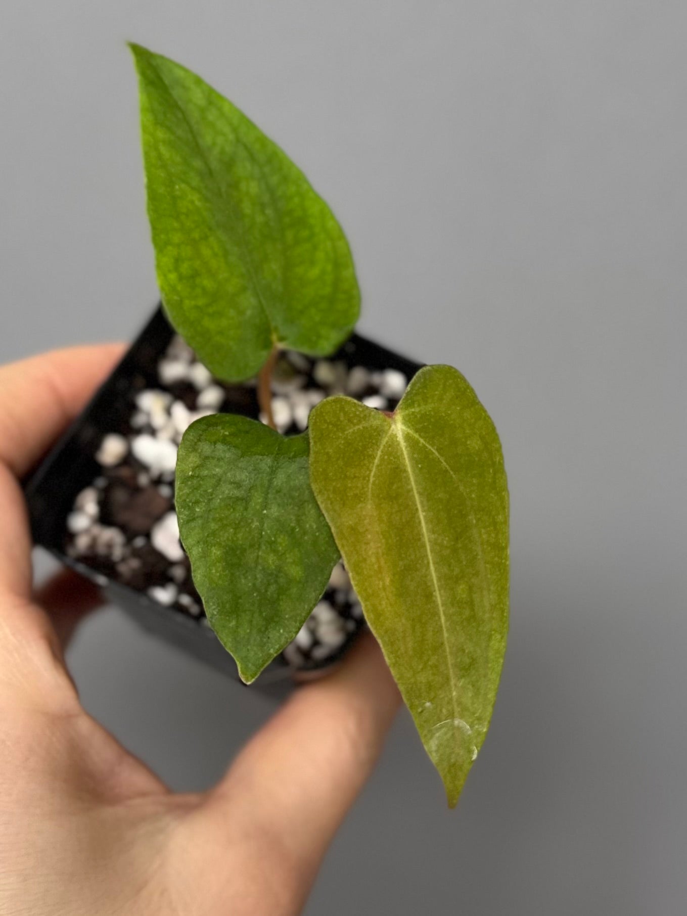 Anthurium papillilaminum Fort Sherman x Ralph Lynam (Jay Vannini clone)