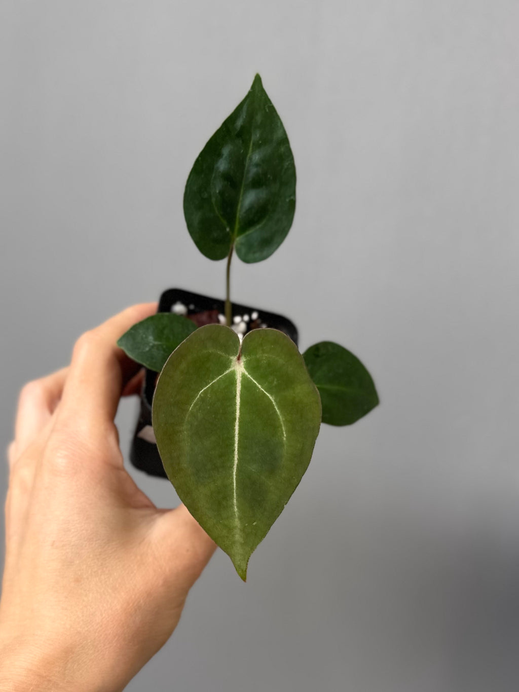 Anthurium (AOS x forgetii) x (NSE Red Crystallinum x Carlablackiae)