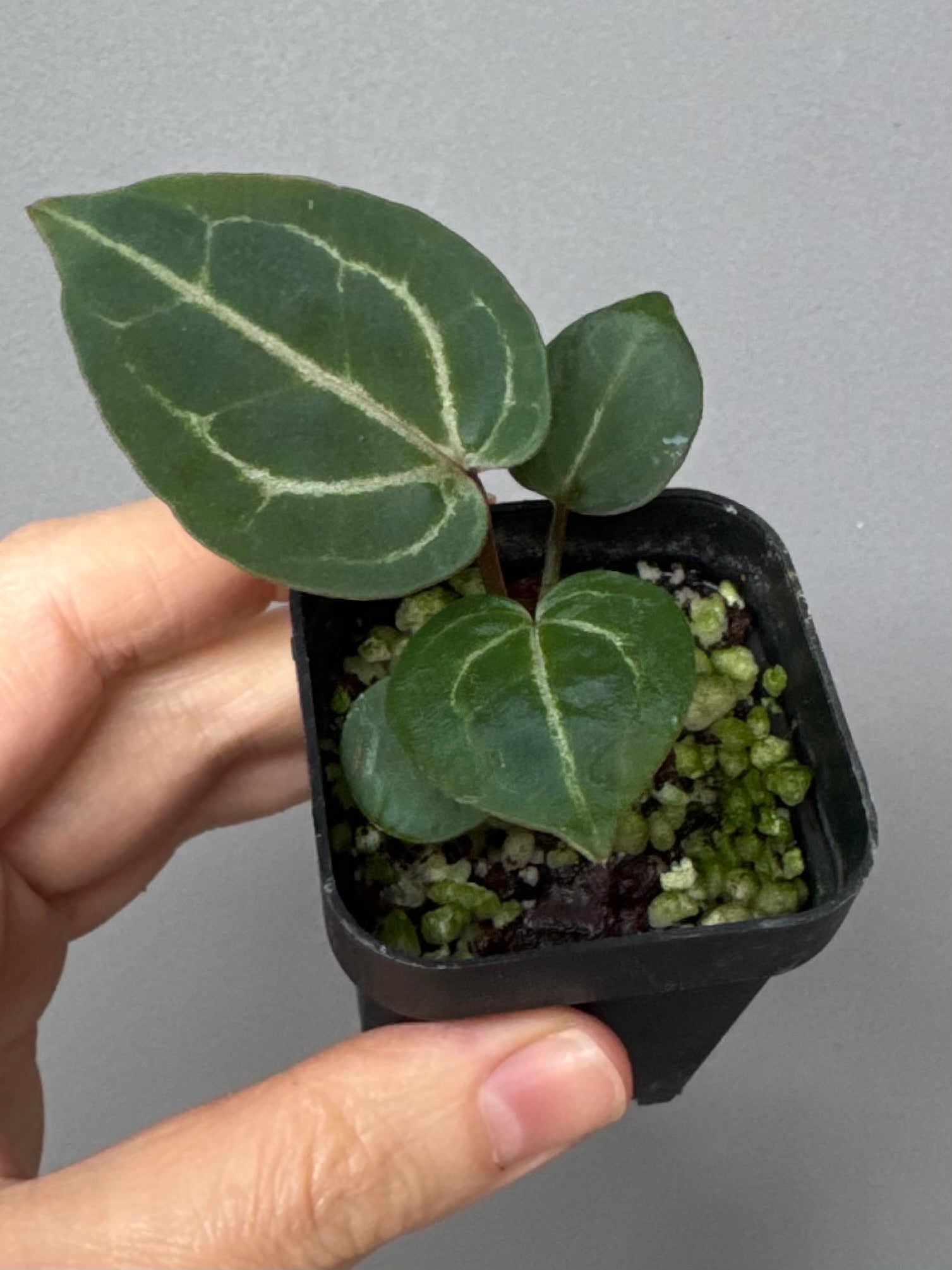 Anthurium Crystallinum Select Color x Michelle