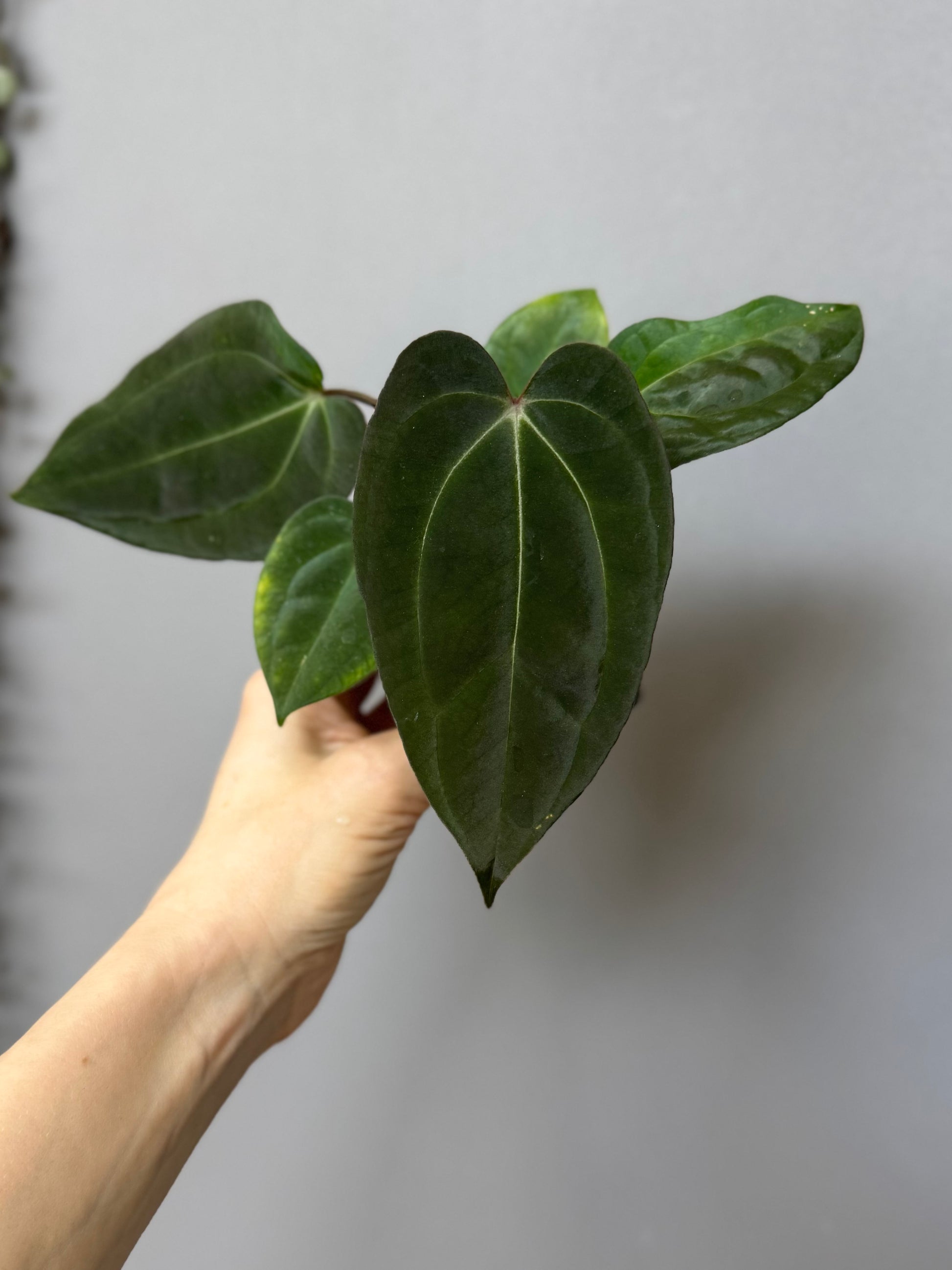 Anthurium (Papillilaminum Daniel x Besseae aff.) x  (NSE Red Crystallinum x Carlablackiae)
