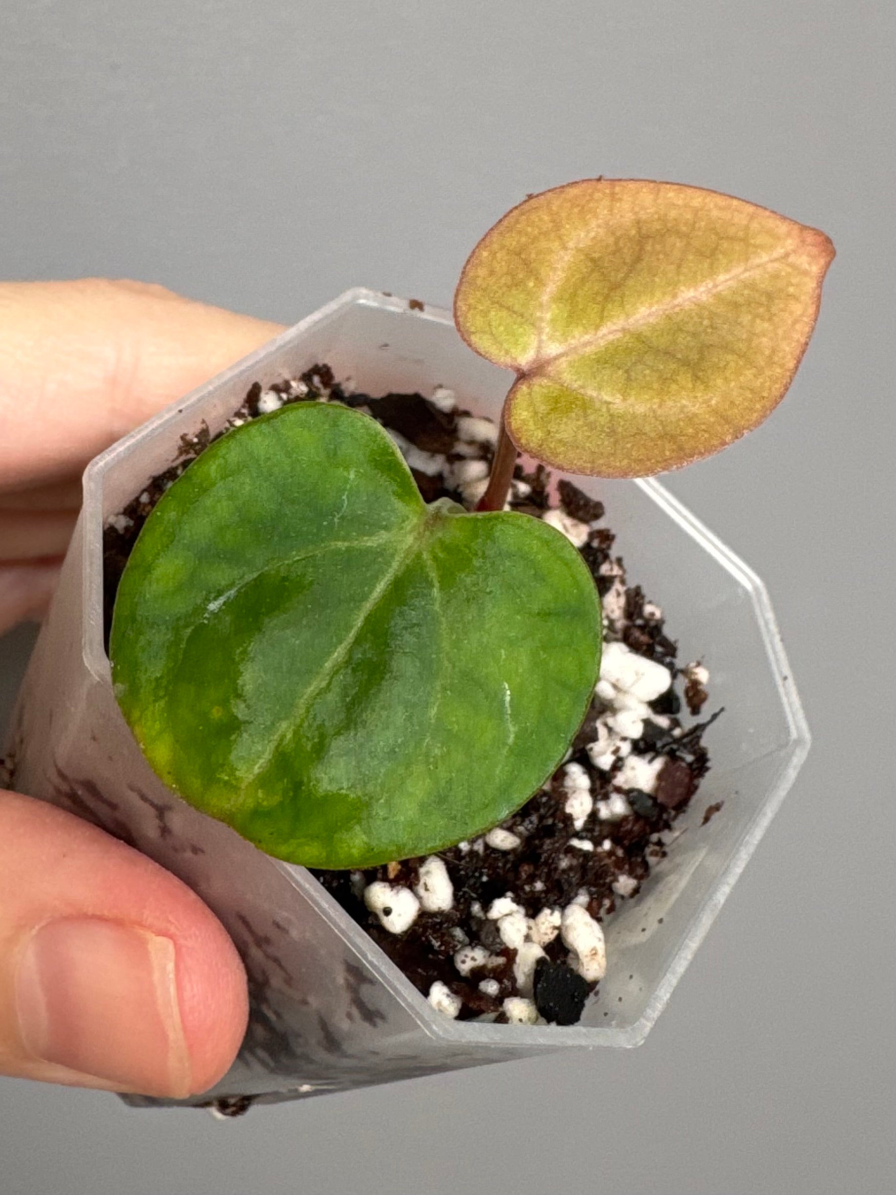 Anthurium (Brielle x Red Crystallinum) x NSE Carlablackiae