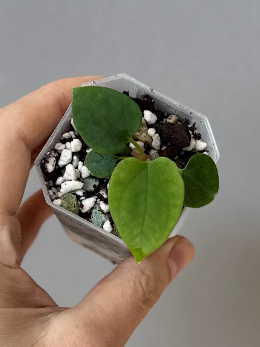 Anthurium Antolakii/ BVEP (Round x Felix) X Felix (Justin Jones / createdinagarden)