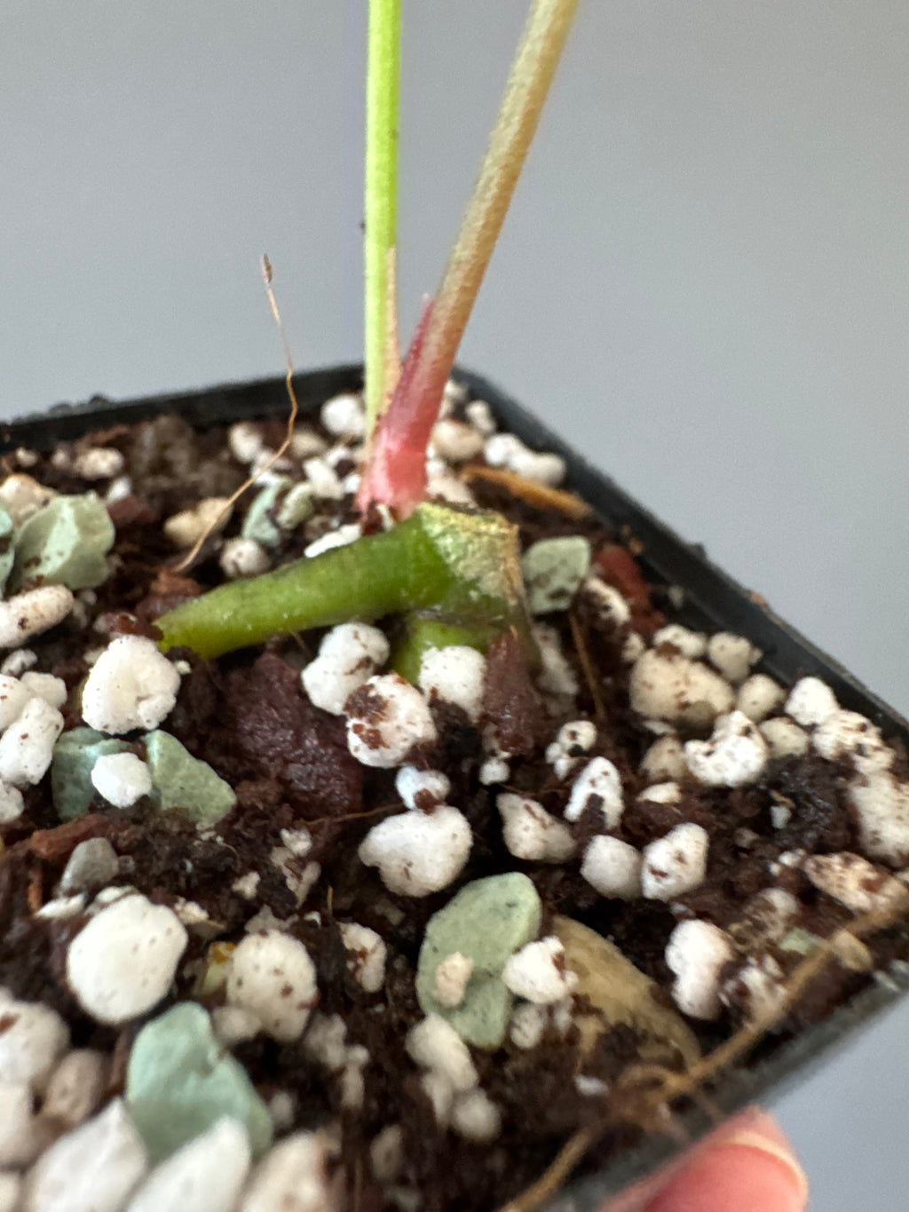 Anthurium forgetii x carlablackiae