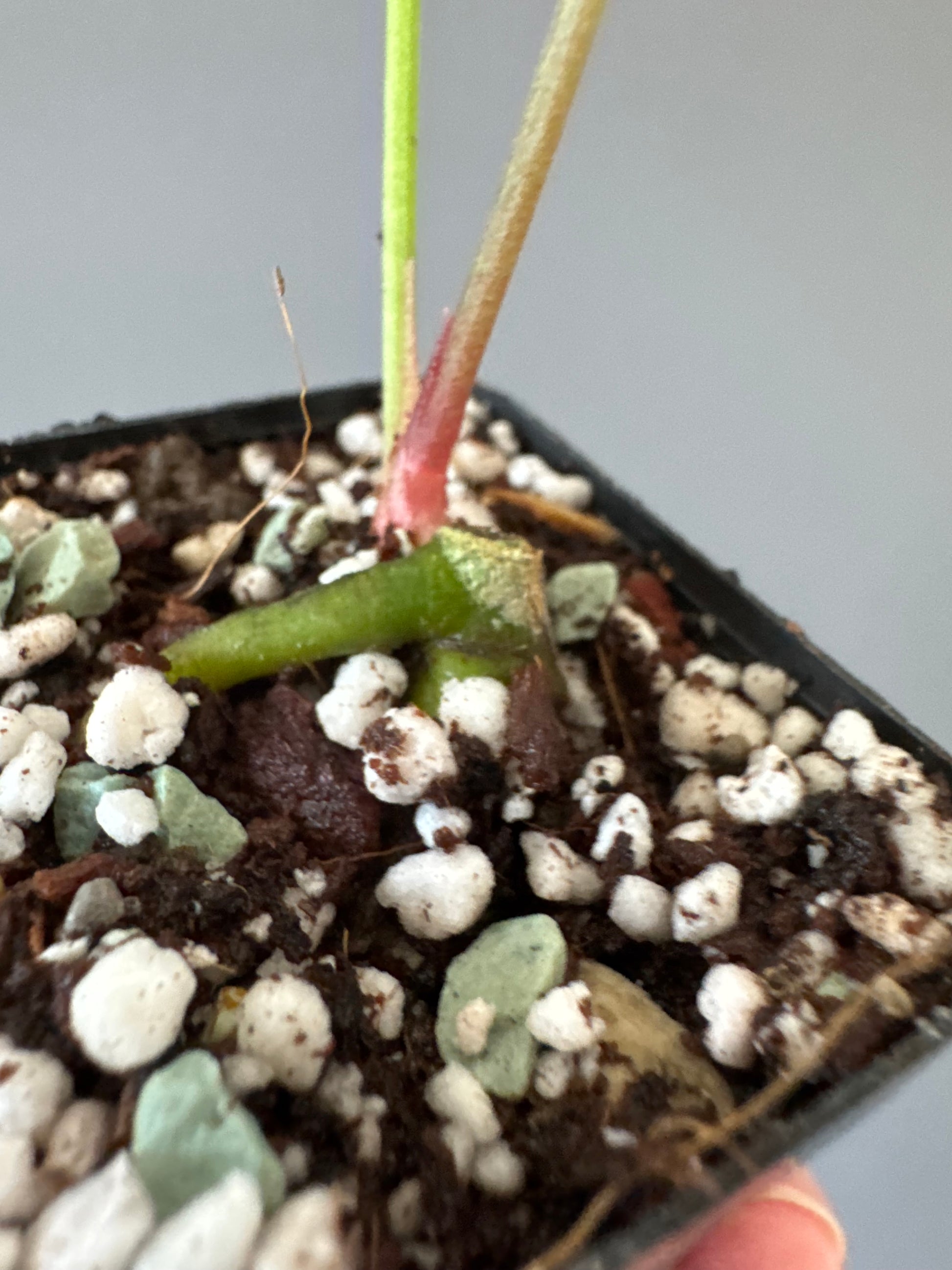 Anthurium forgetii x carlablackiae