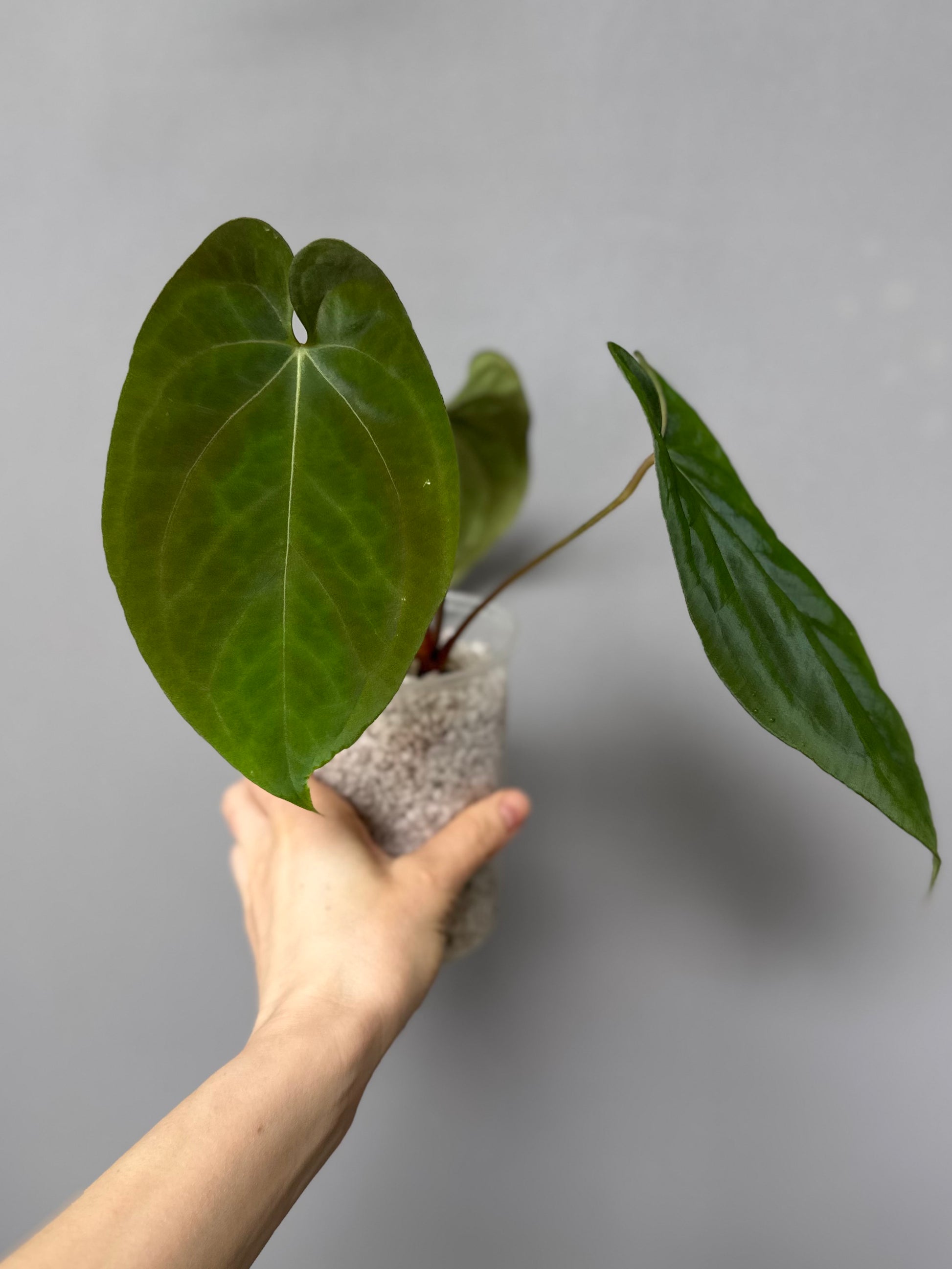 Anthurium (BVEP x portillae ‚Dorito‘) X papillilaminum H1 – top cutting