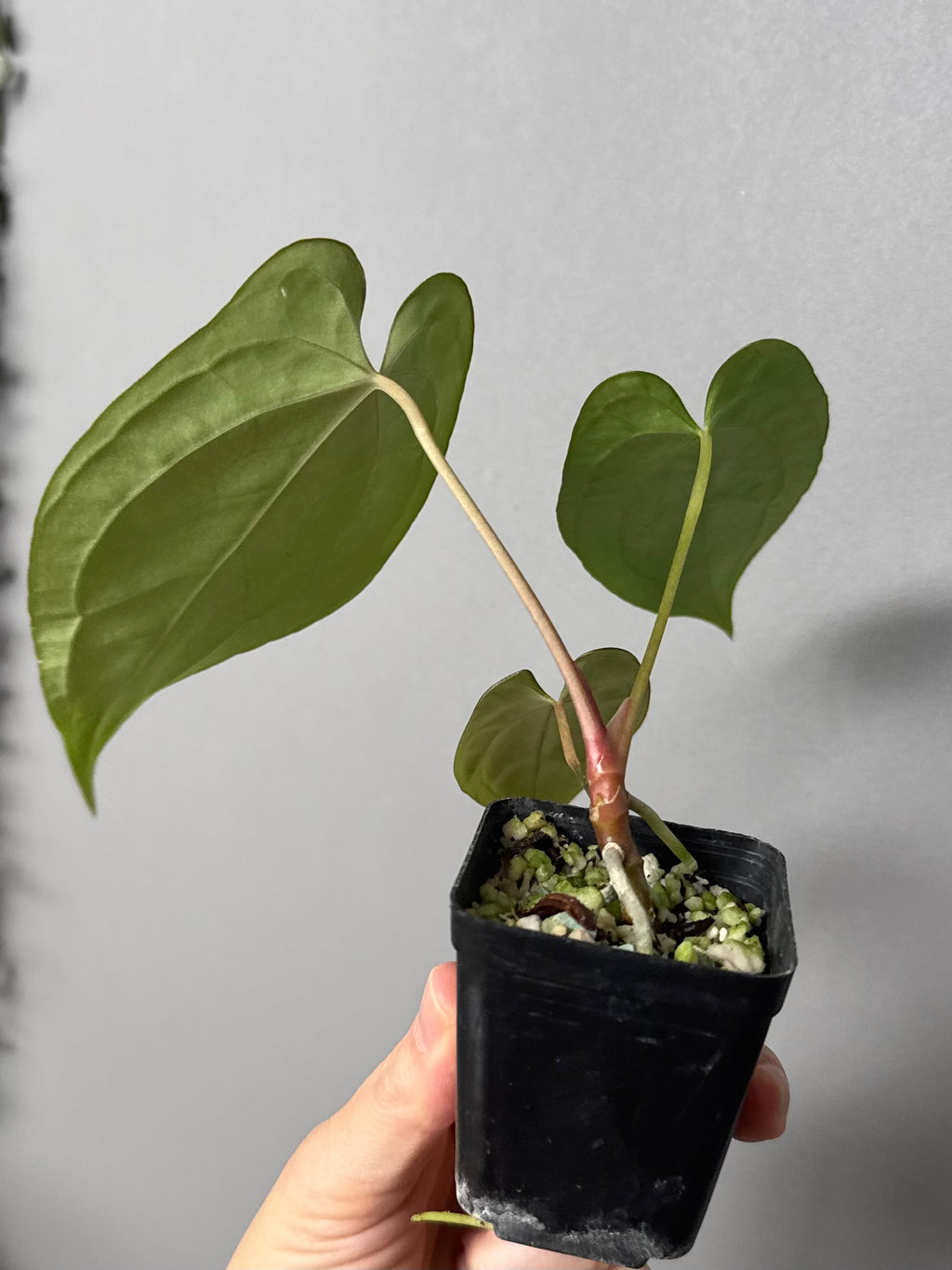 Anthurium (BVEP x portillae ‚Dorito‘) X papillilaminum H1 (by 4aroids)