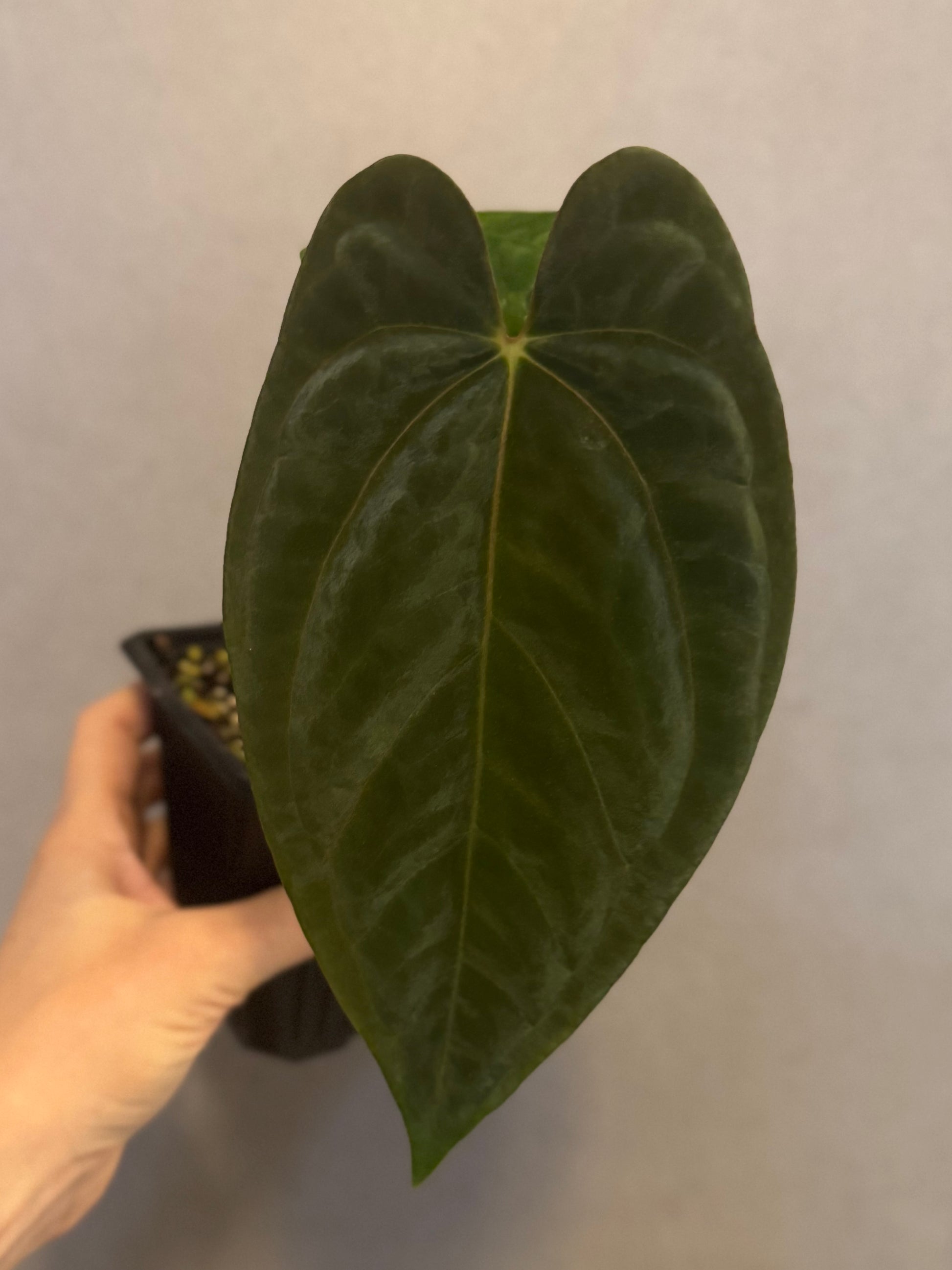Anthurium Dark Phoenix xself