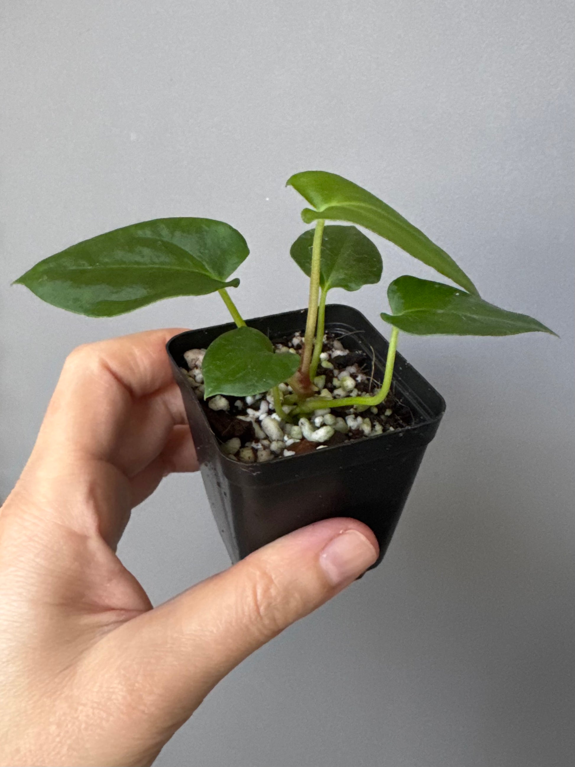 Anthurium (NoID x Papi Indo #2) x  (NoID x Papi Indo #1)
