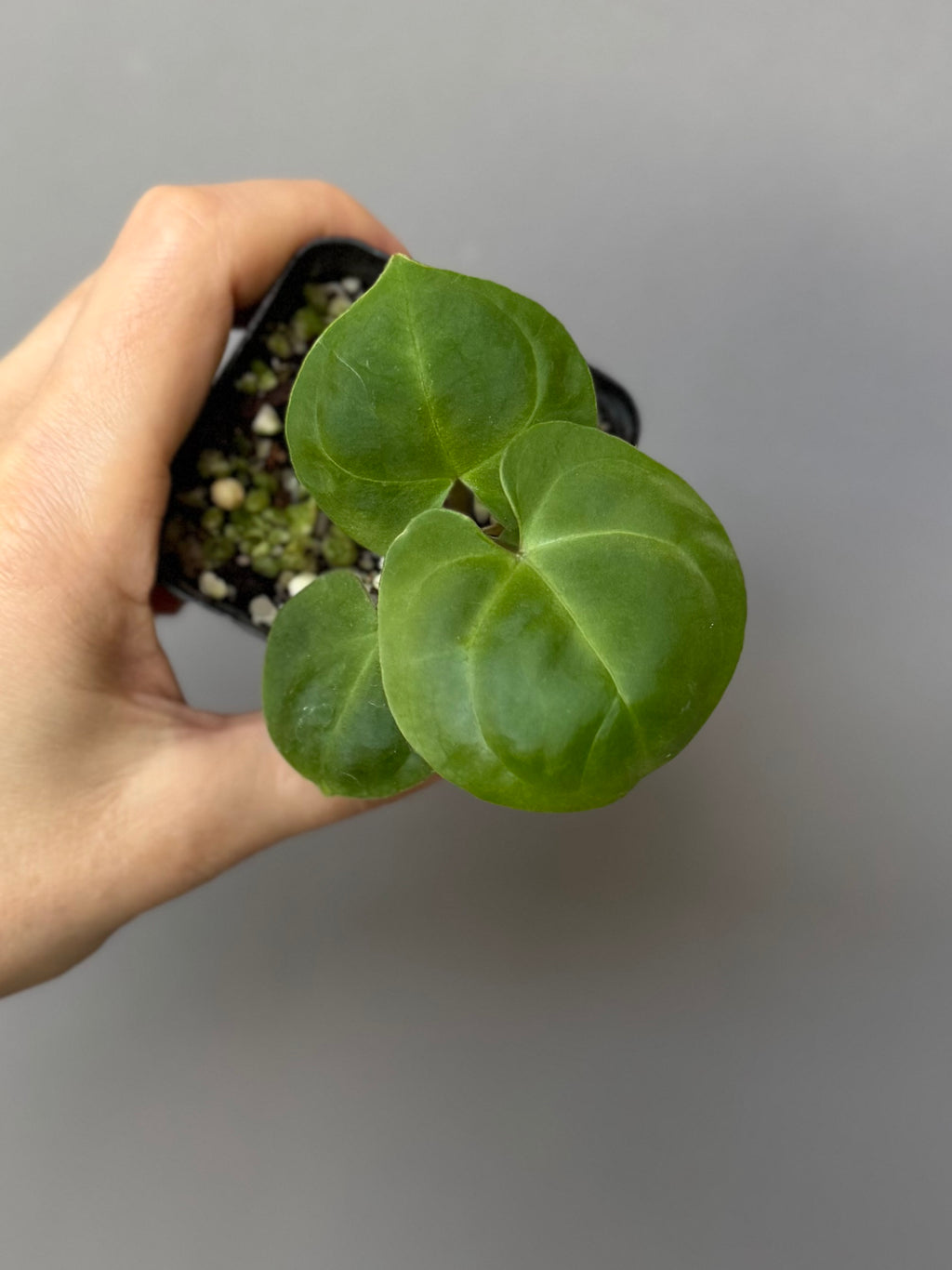 Anthurium Indo dressleri xself