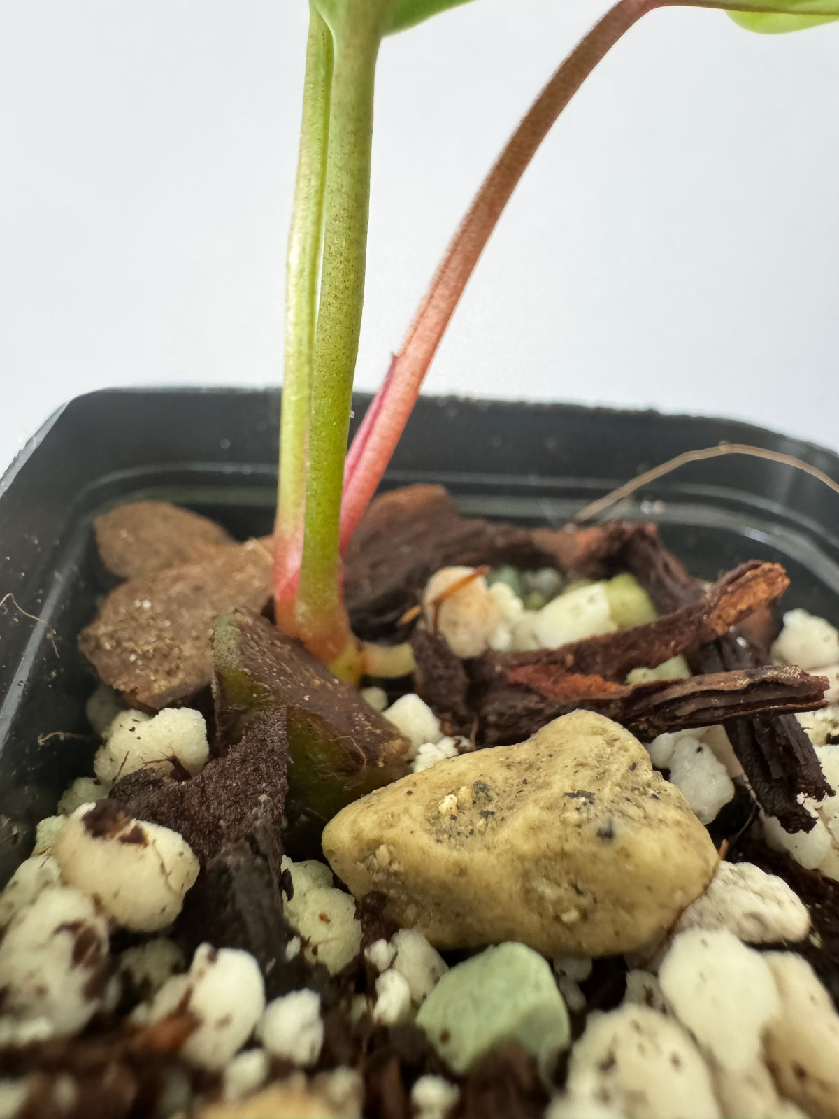 Anthurium ‚Bloodmoon‘ clone