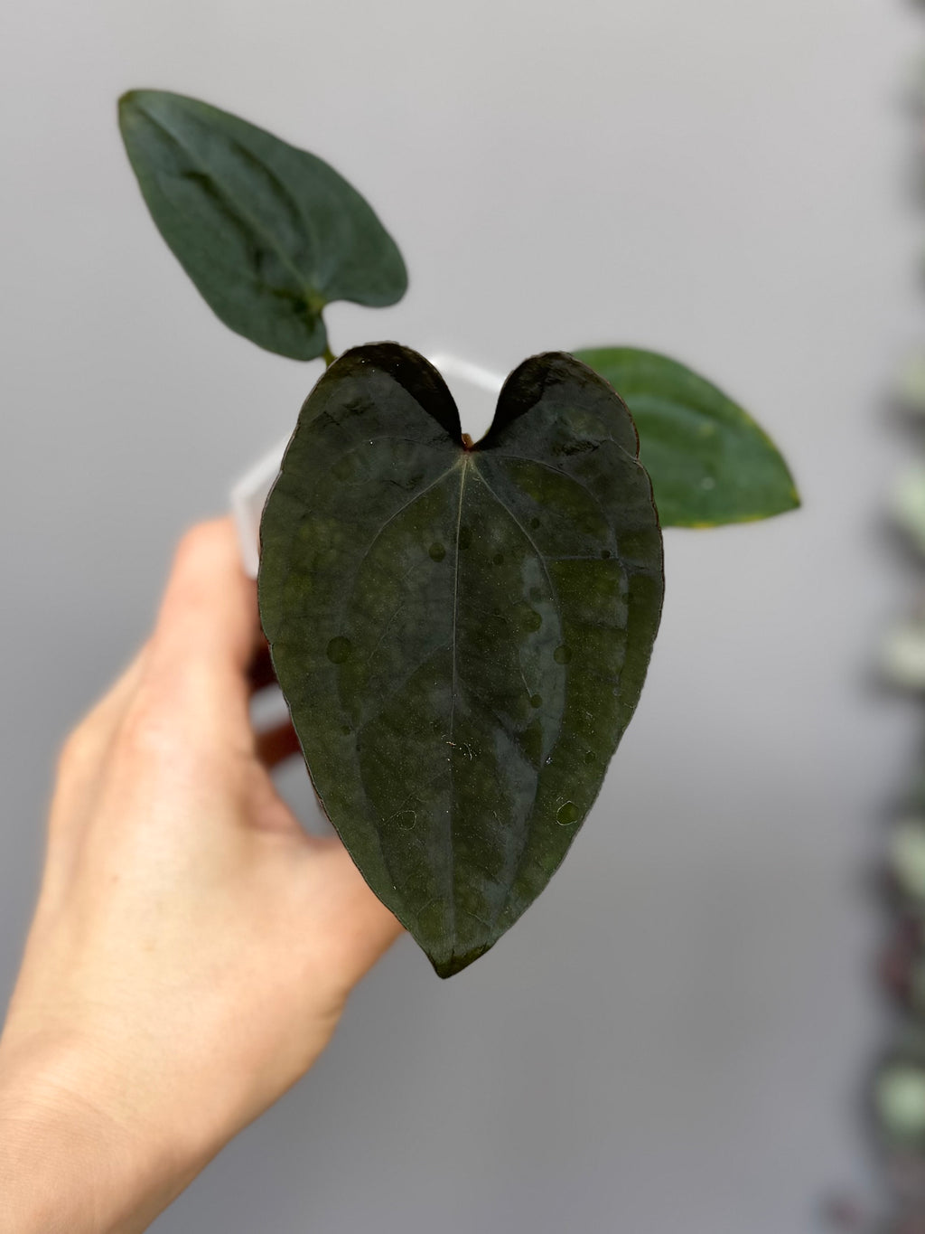 Anthurium Dressleri RG F2 x black (Grant)