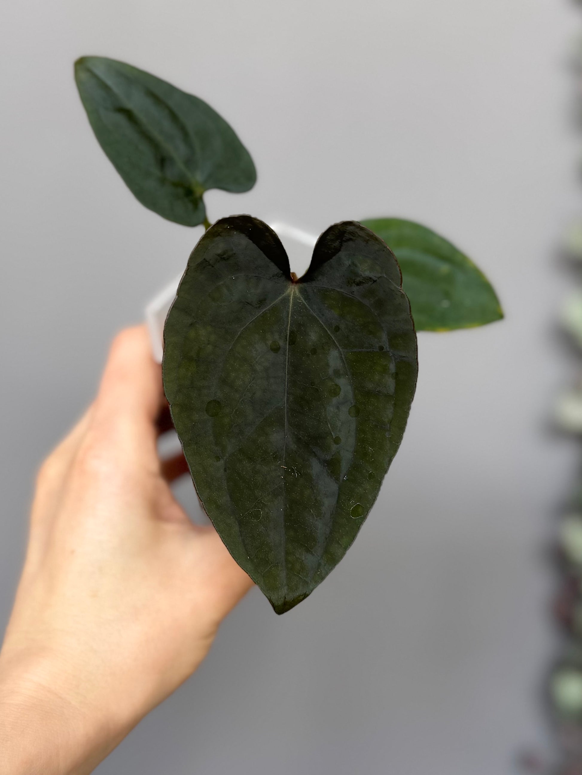 Anthurium Dressleri RG F2 x black (Grant)