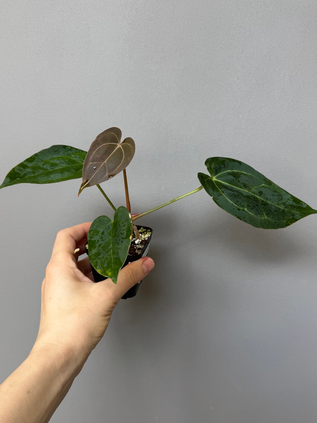 Anthurium (AOS x forgetii) x (NSE Red Crystallinum x Carlablackiae)