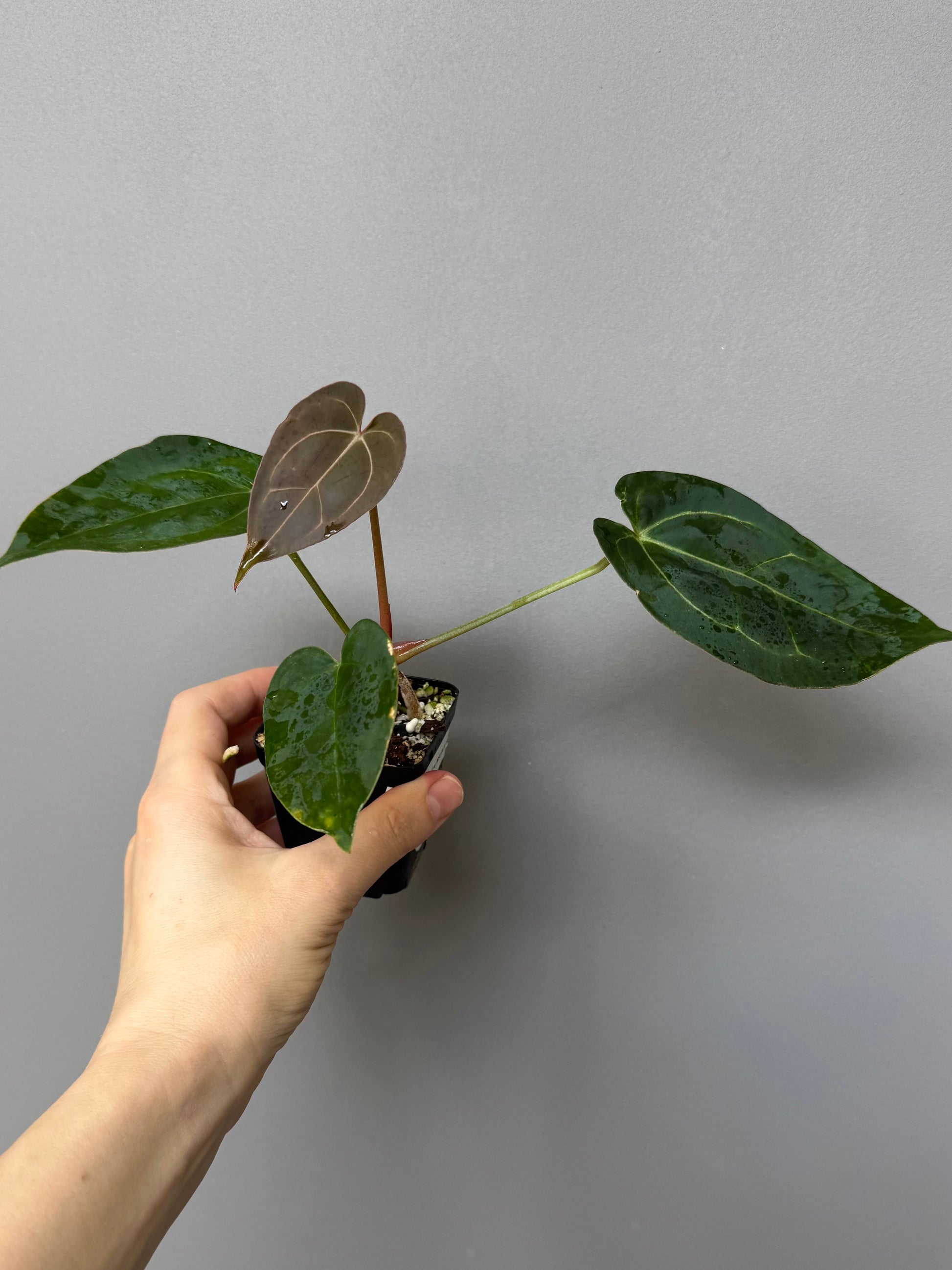 Anthurium (AOS x forgetii) x (NSE Red Crystallinum x Carlablackiae)