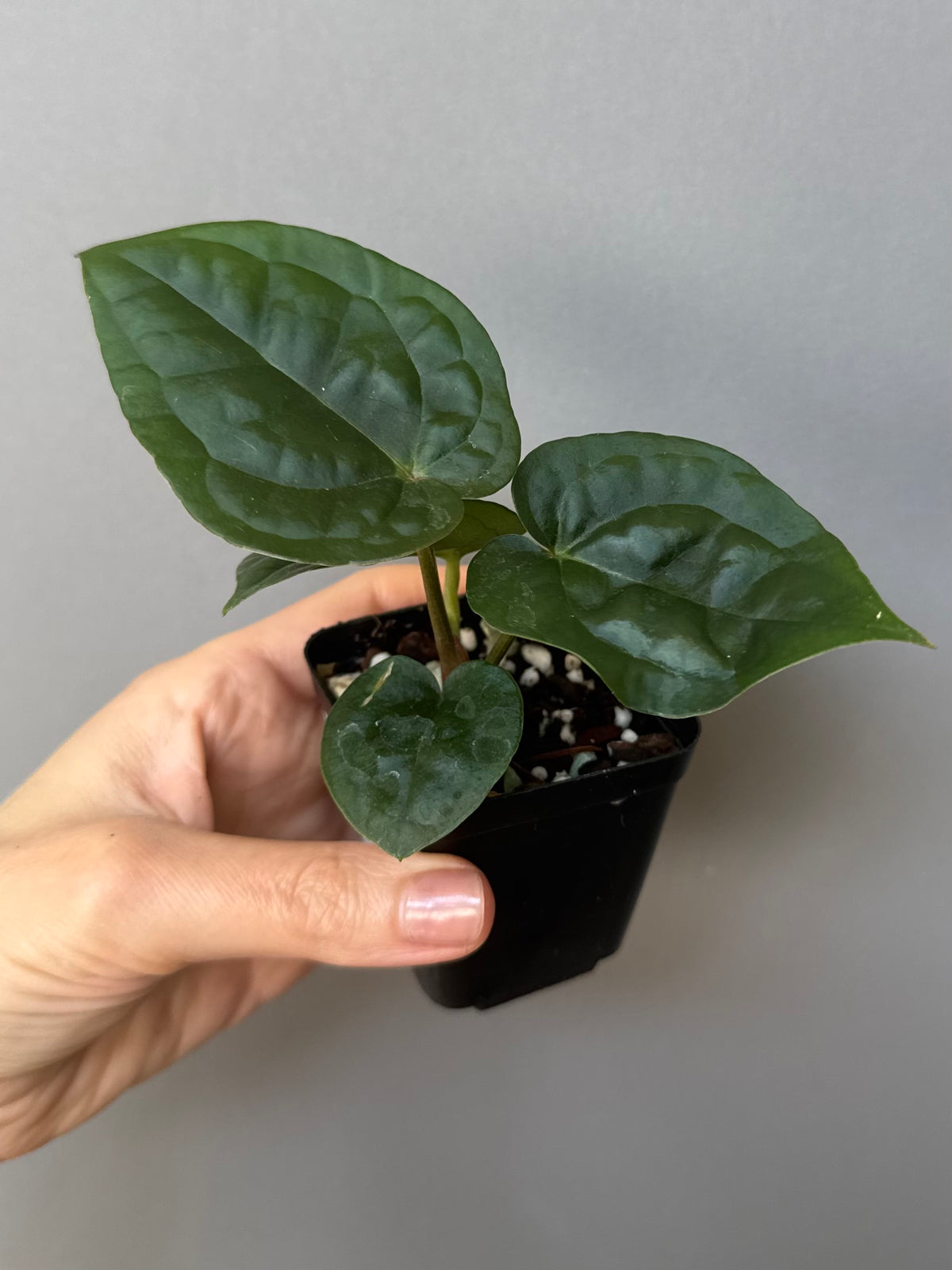 Anthurium ZxM x luxurians