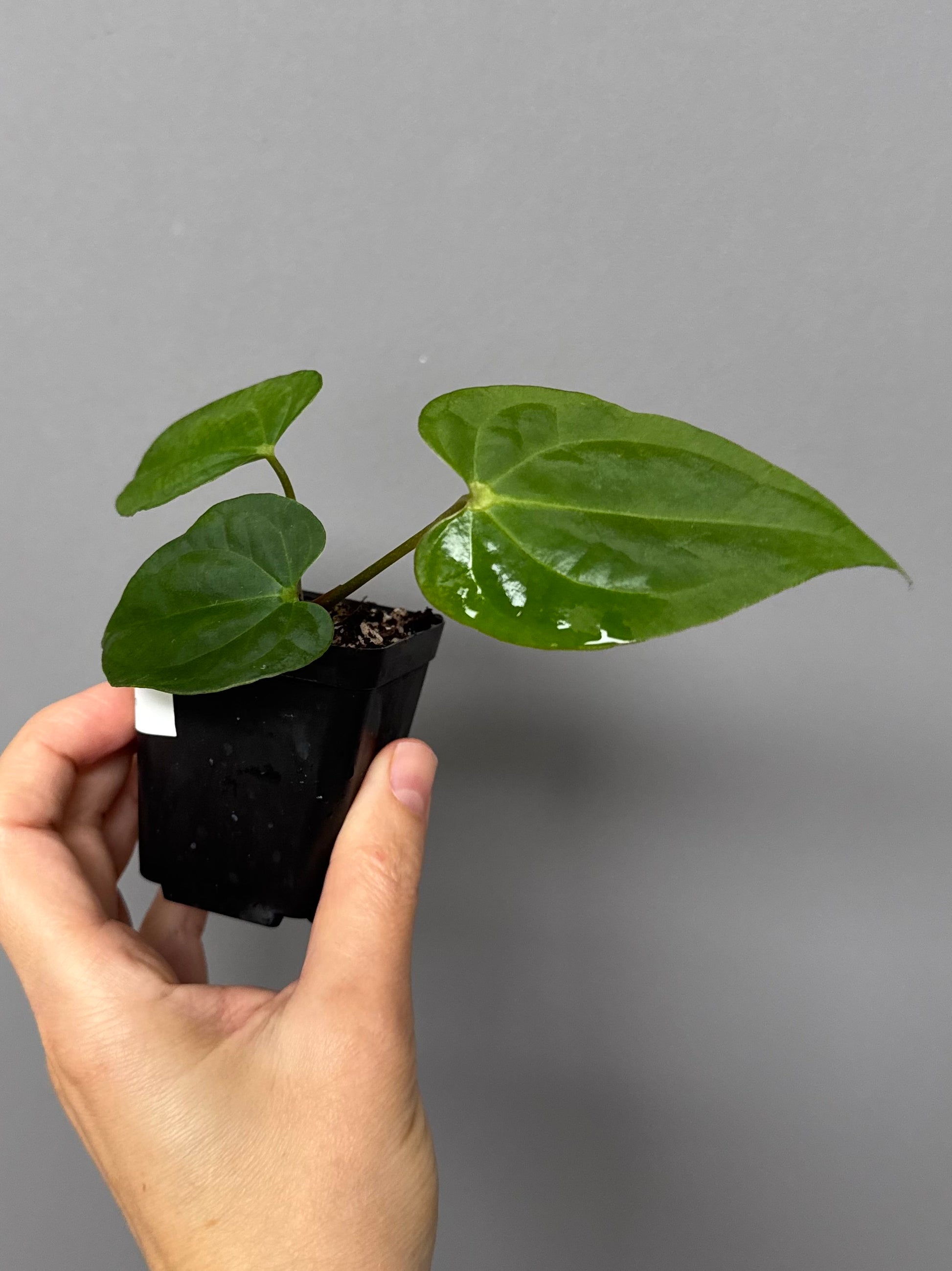 Anthurium Tezula AOS df x BVEP neon (Sarah)