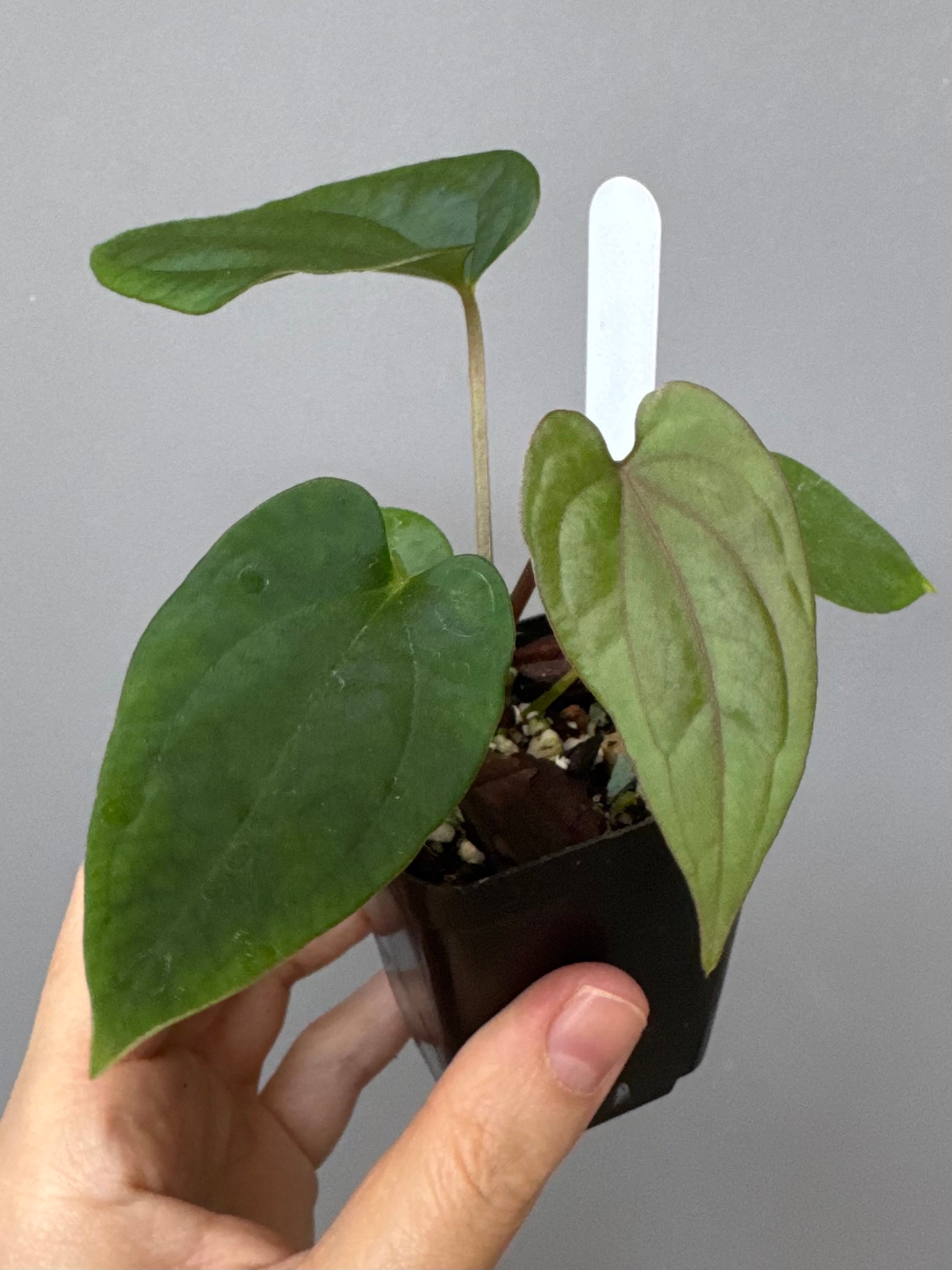 Anthurium (BVEP x Kuna) x (BVEP RxF x F) by thelonelysanctuary