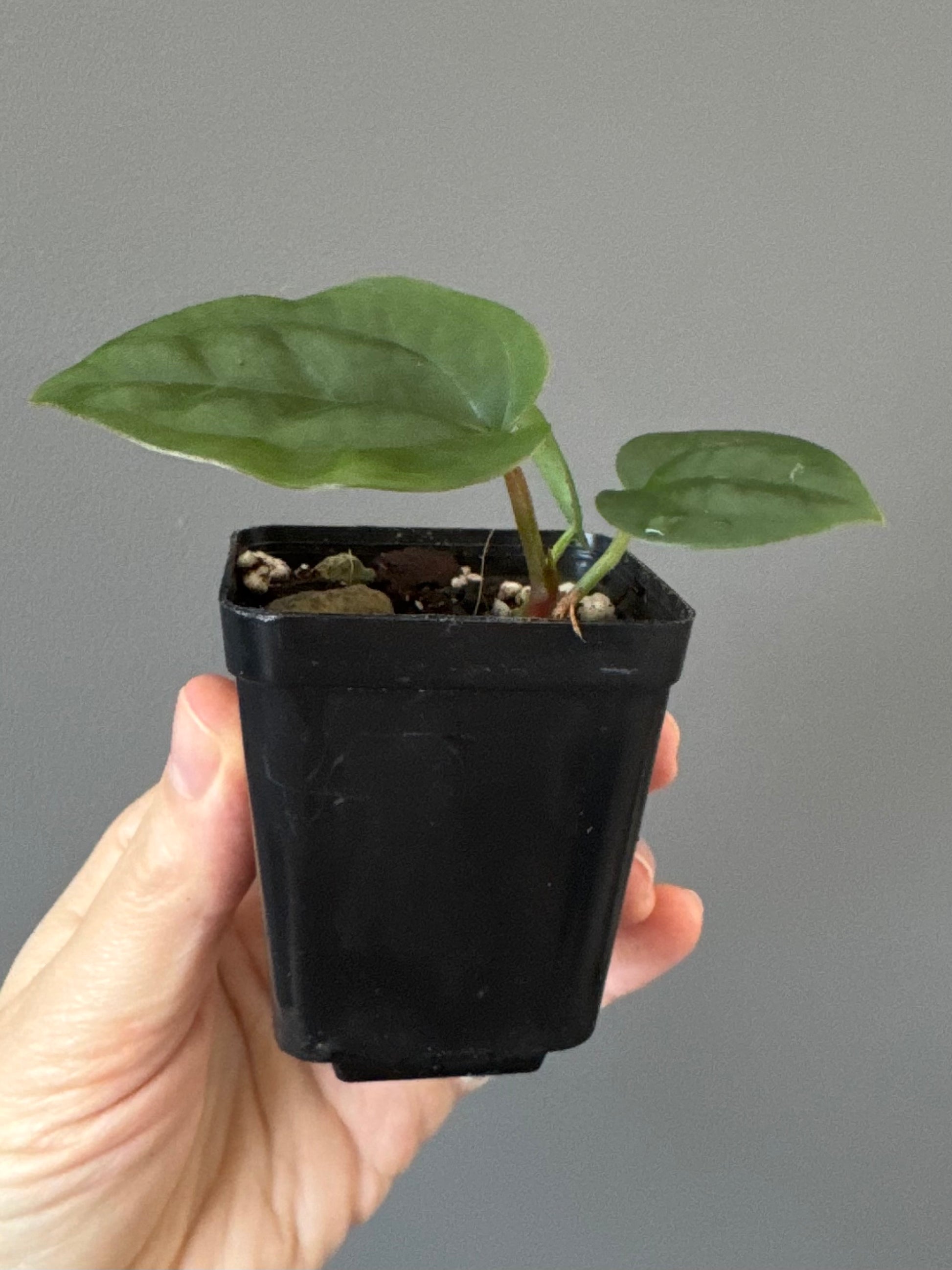 Anthurium ZxM x luxurians