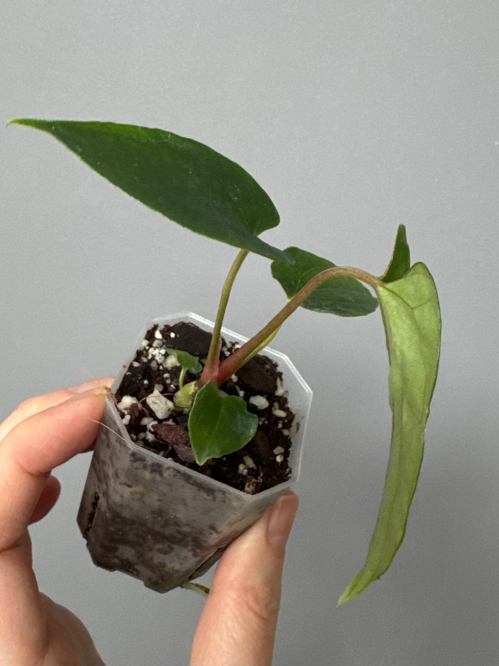 Anthurium papillilaminum Ralph Lynam xself (Dwane/nodeboi)